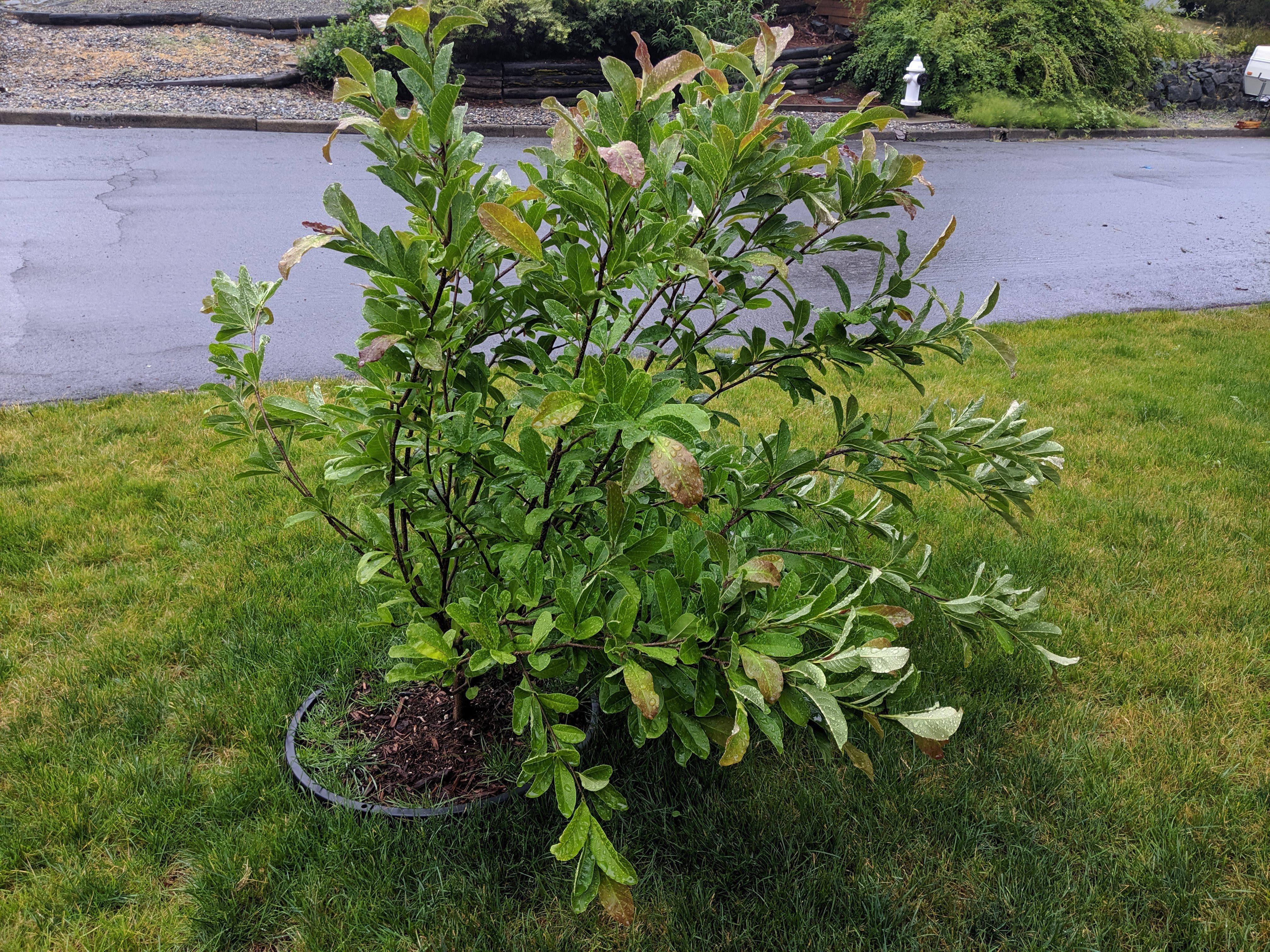 Magnolia Stellata Planting