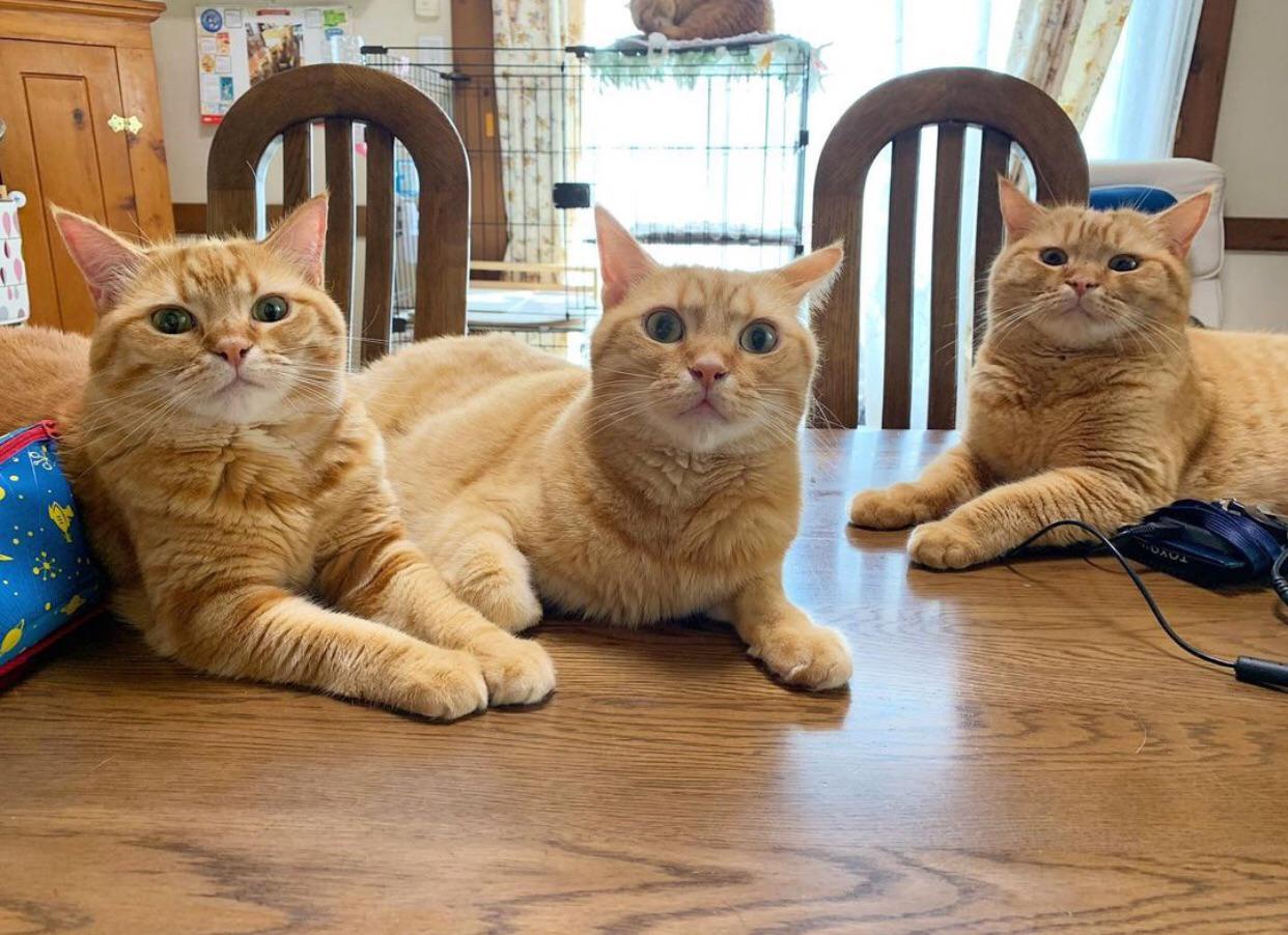 Triplets r/cats