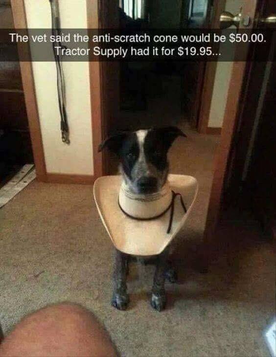 Dog cone cost optimized r/redneckengineering