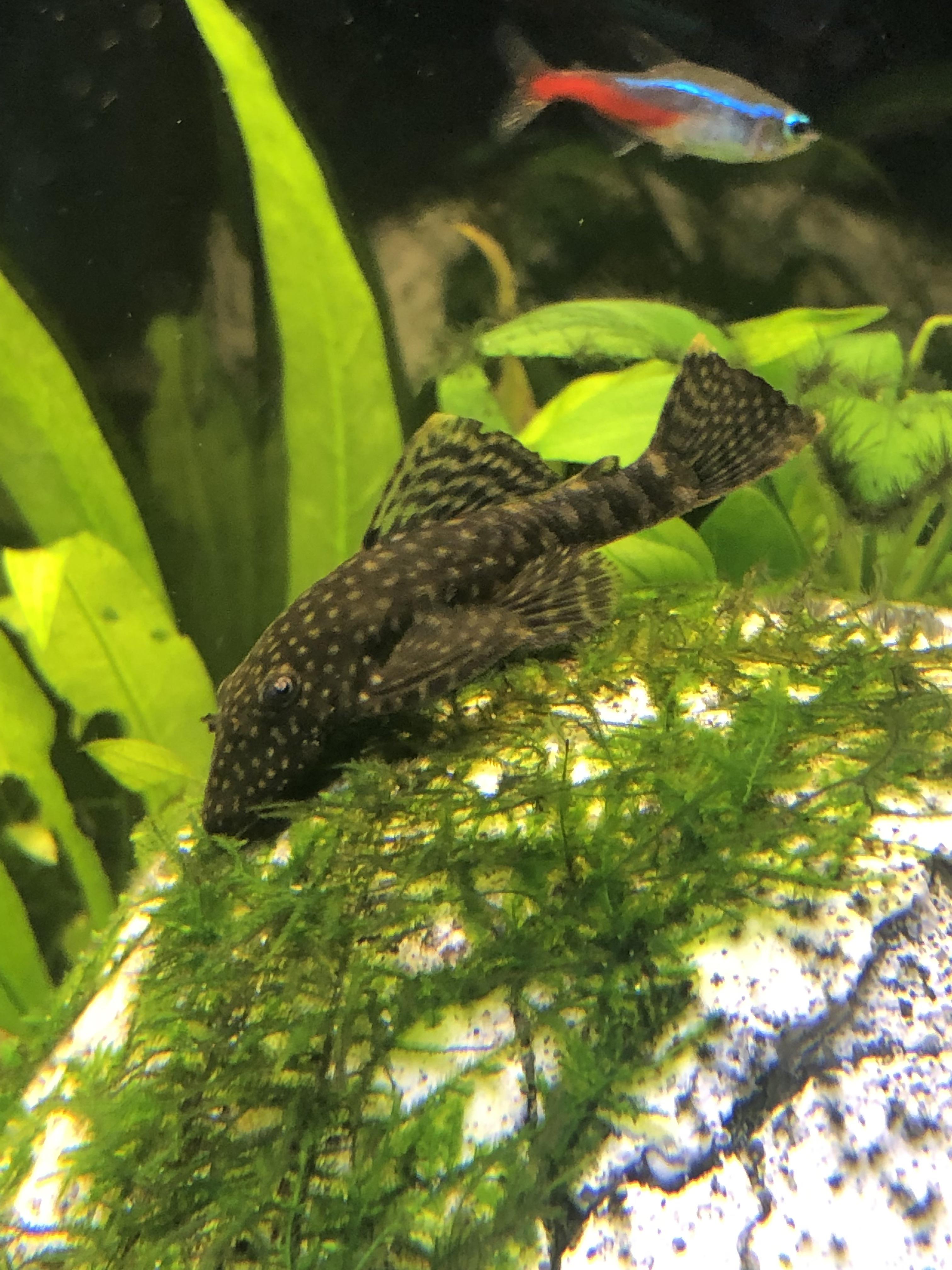 Can anyone tell me what type my pleco is? I want to add him with my