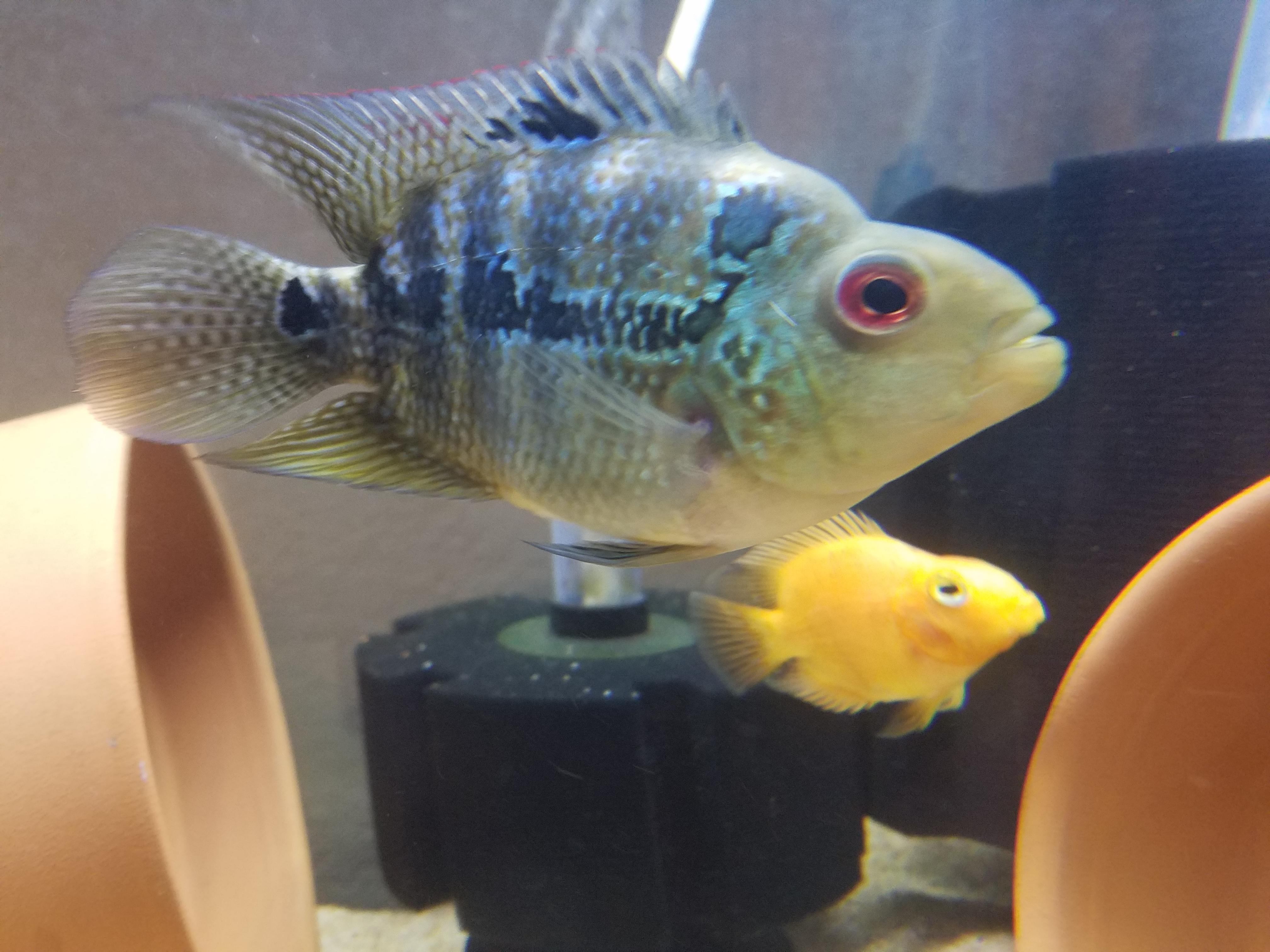 Meet my parrot cichlids, Cheese and Pickles! r/Aquariums