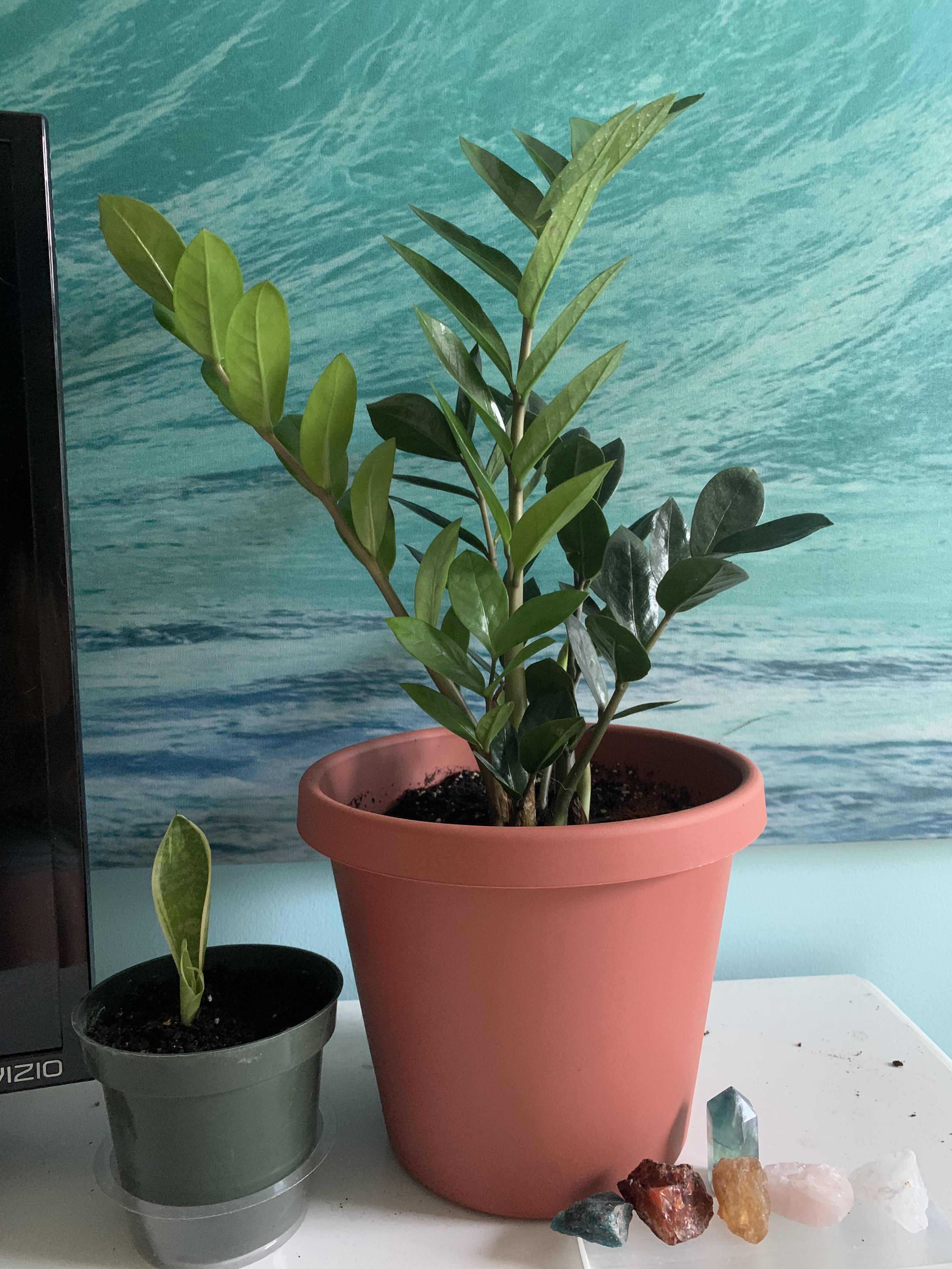 HAVE ZZ Plant, snake plant, peperomia pixie, variegated peperomia, red prayer plant! ISO SOH