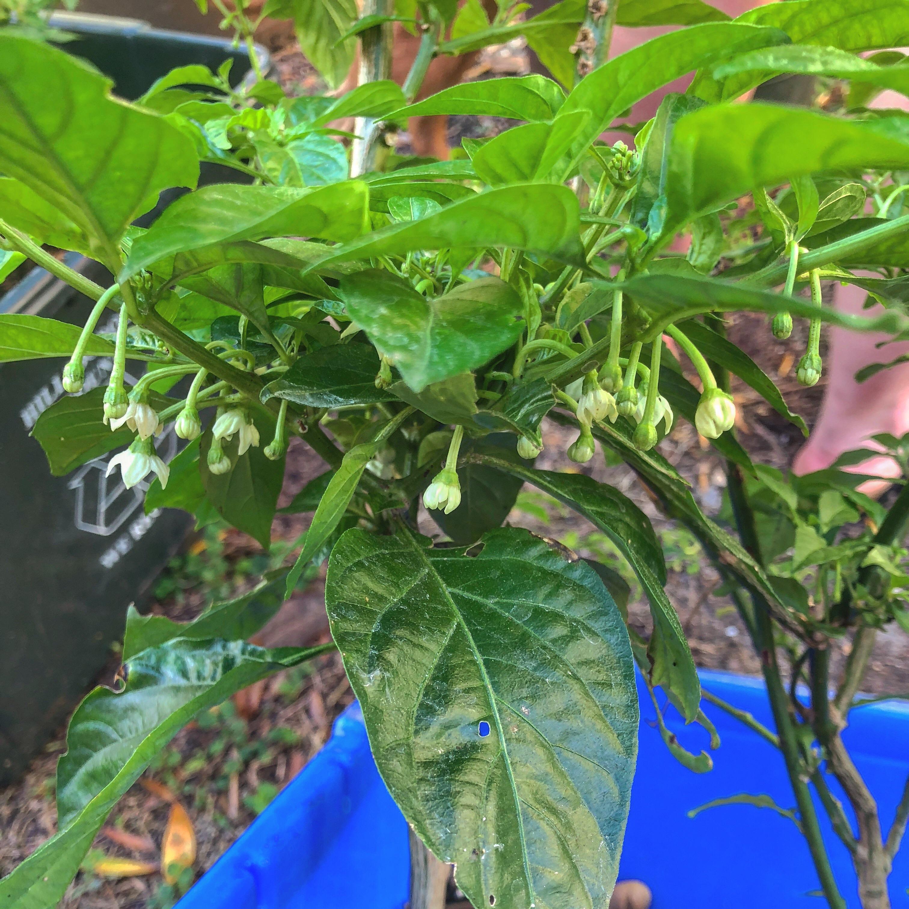 My Habanero plants are loving this Florida “winter” r/HotPeppers