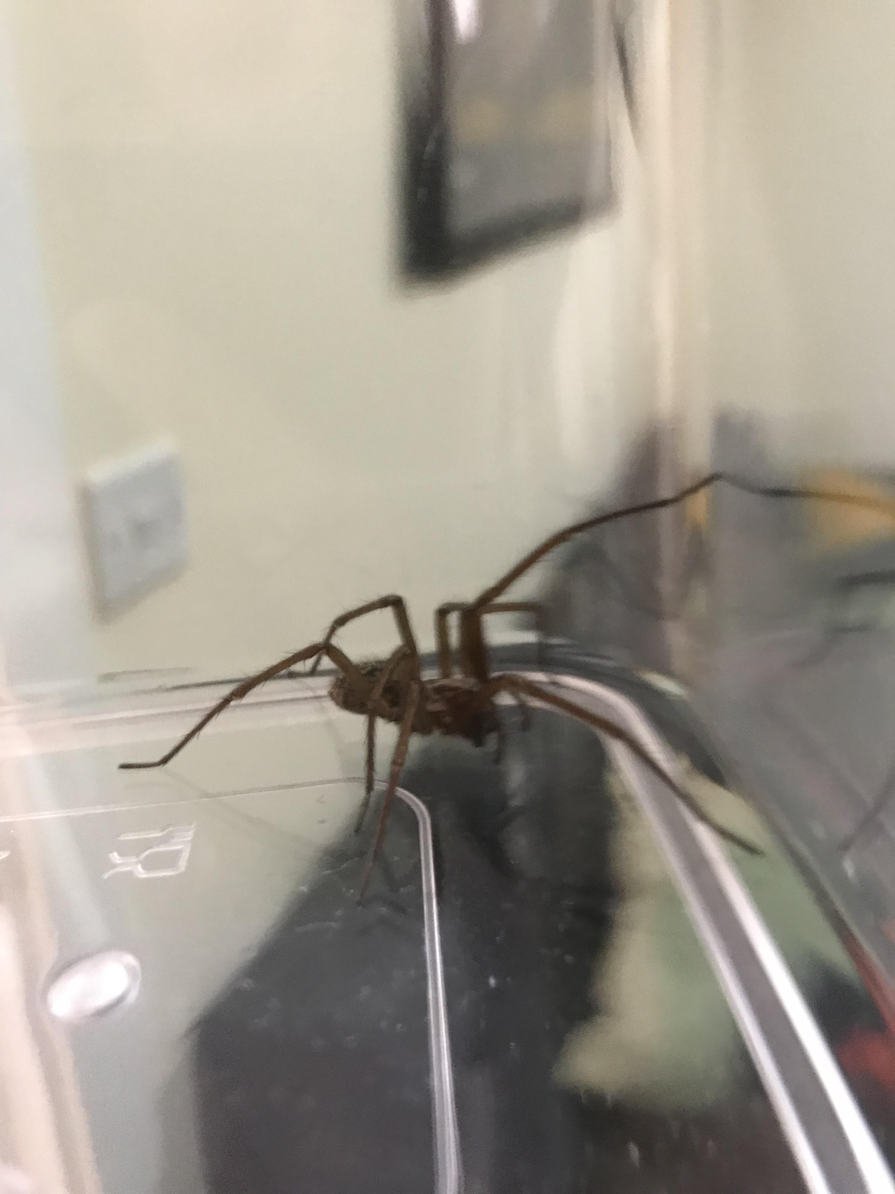 Anyone know what this is? Found under the bed in London, UK. r/spiders