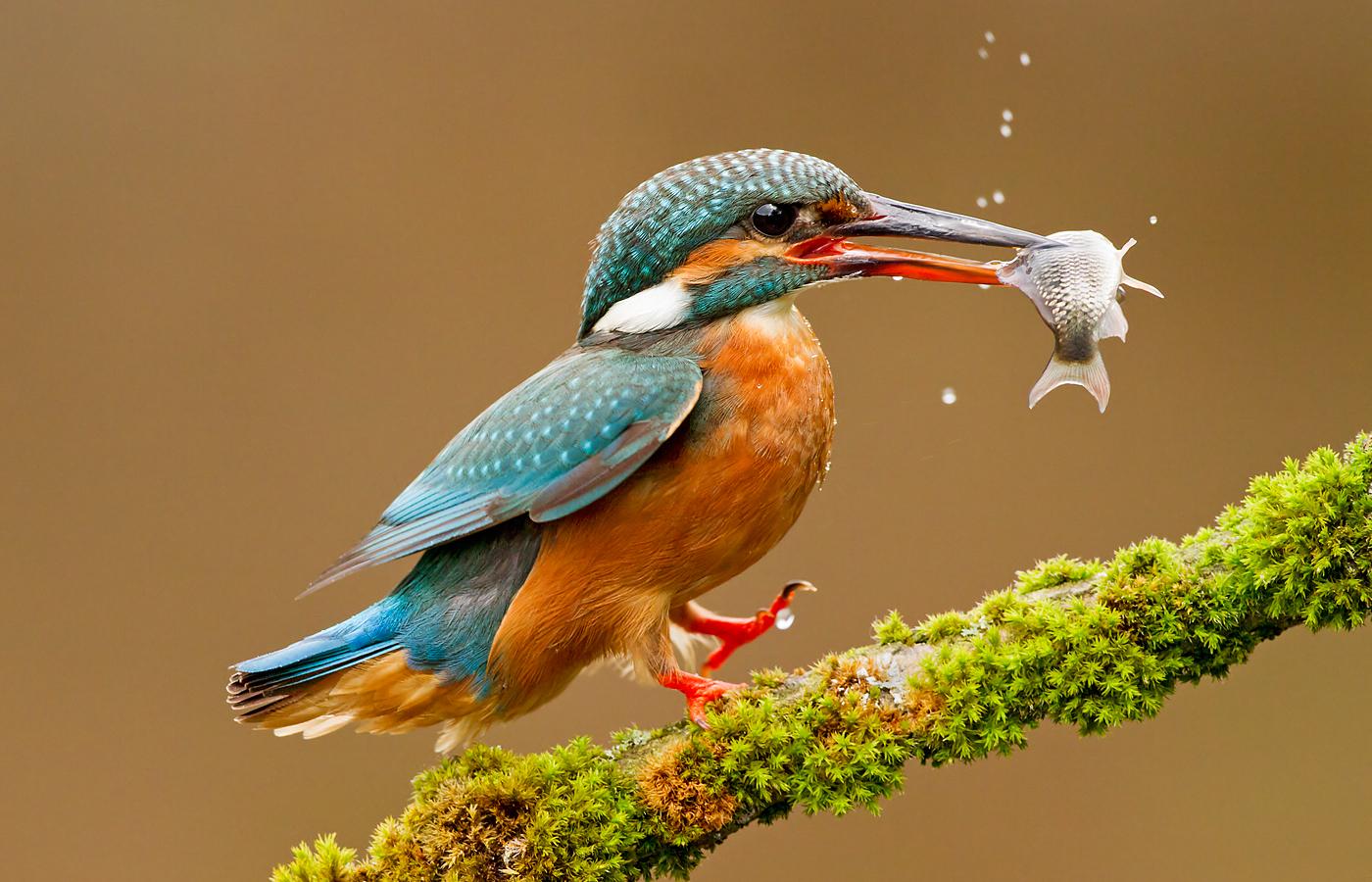 🔥 Kingfisher Fishing 🔥 r/NatureIsFuckingLit