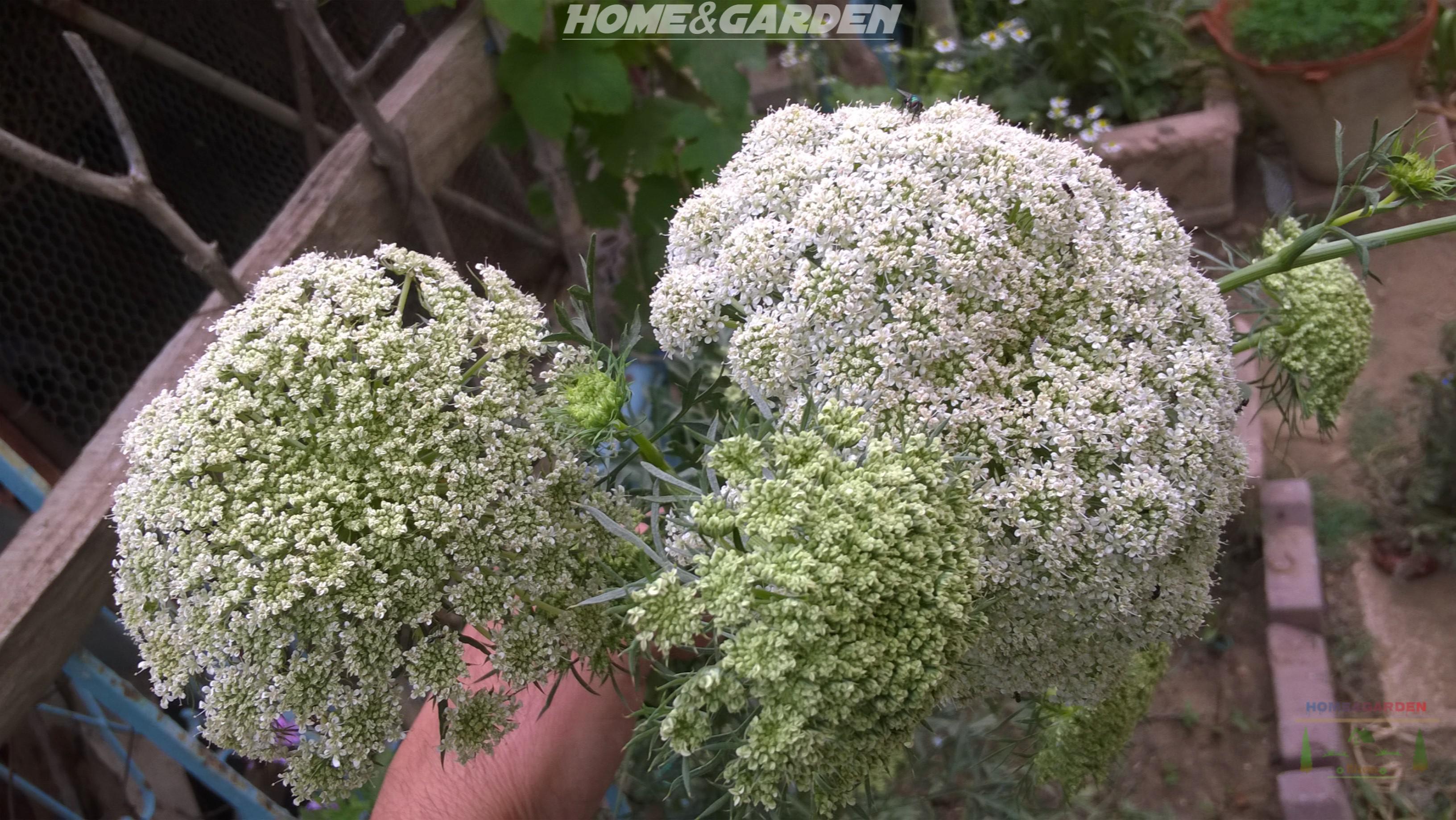 Carrots are a biennial crop that is grown as an annual. The first