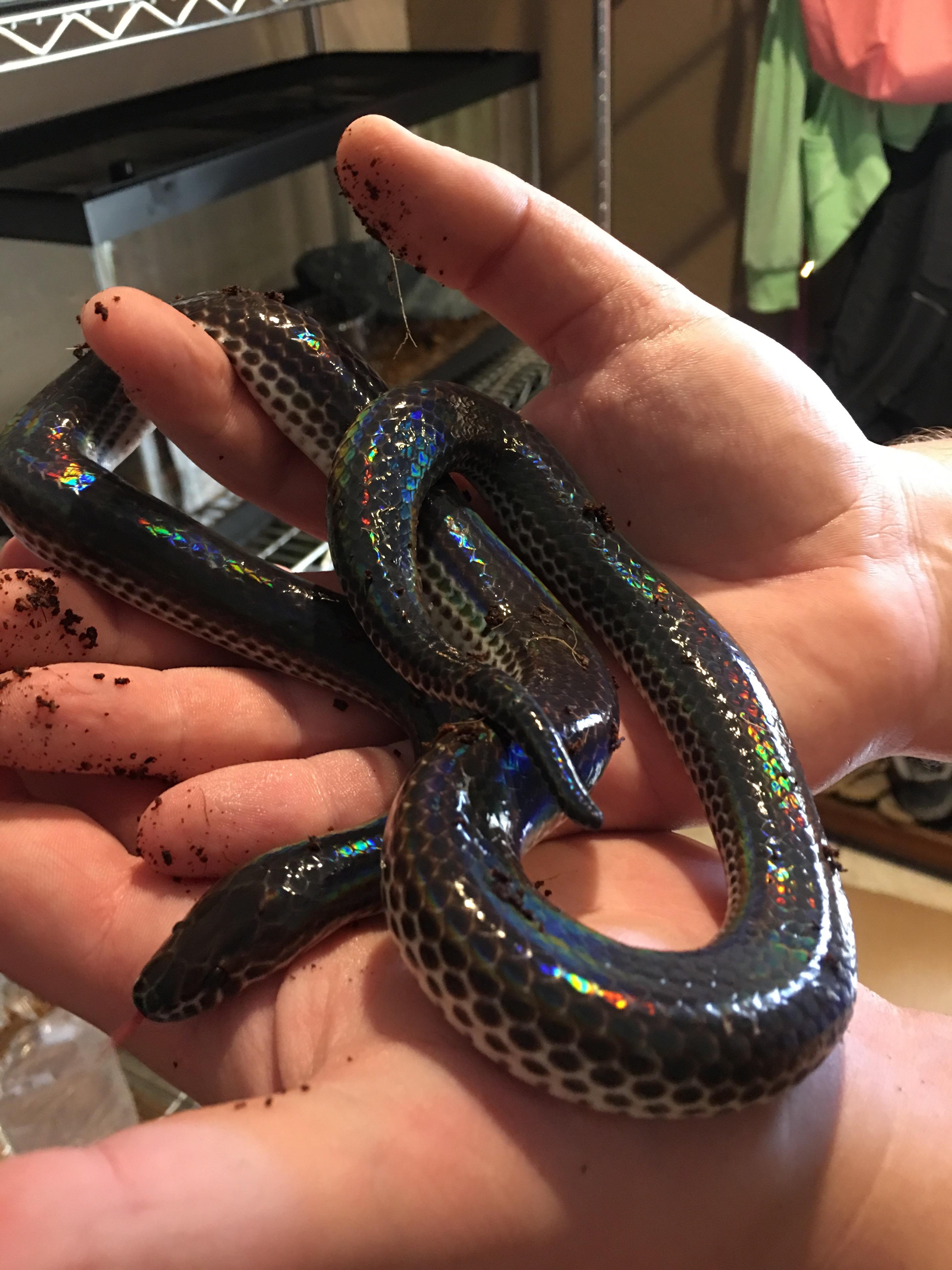 Say hello to my new nope rope, Indigo the sunbeam snake. snakes