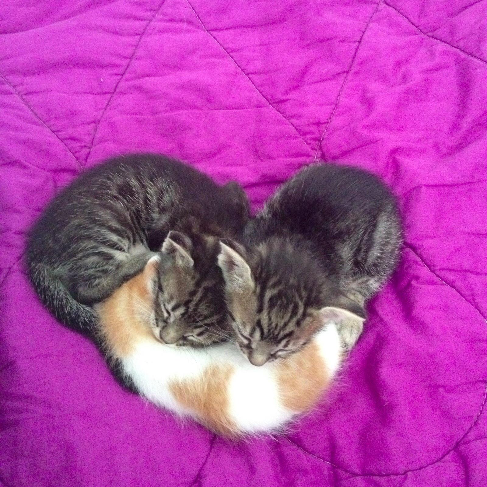 Kitten love r/cats