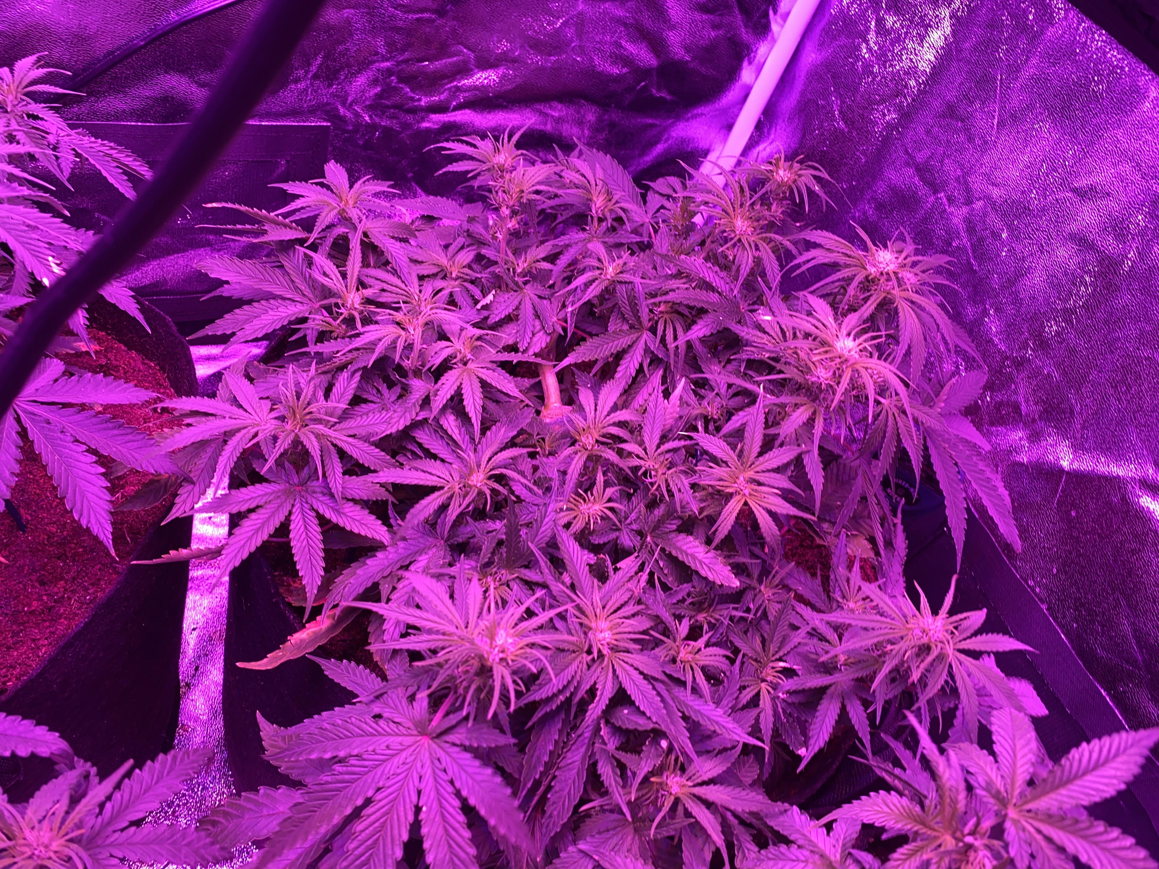 How often should I give nutrients to my plants? Each plants are in 10