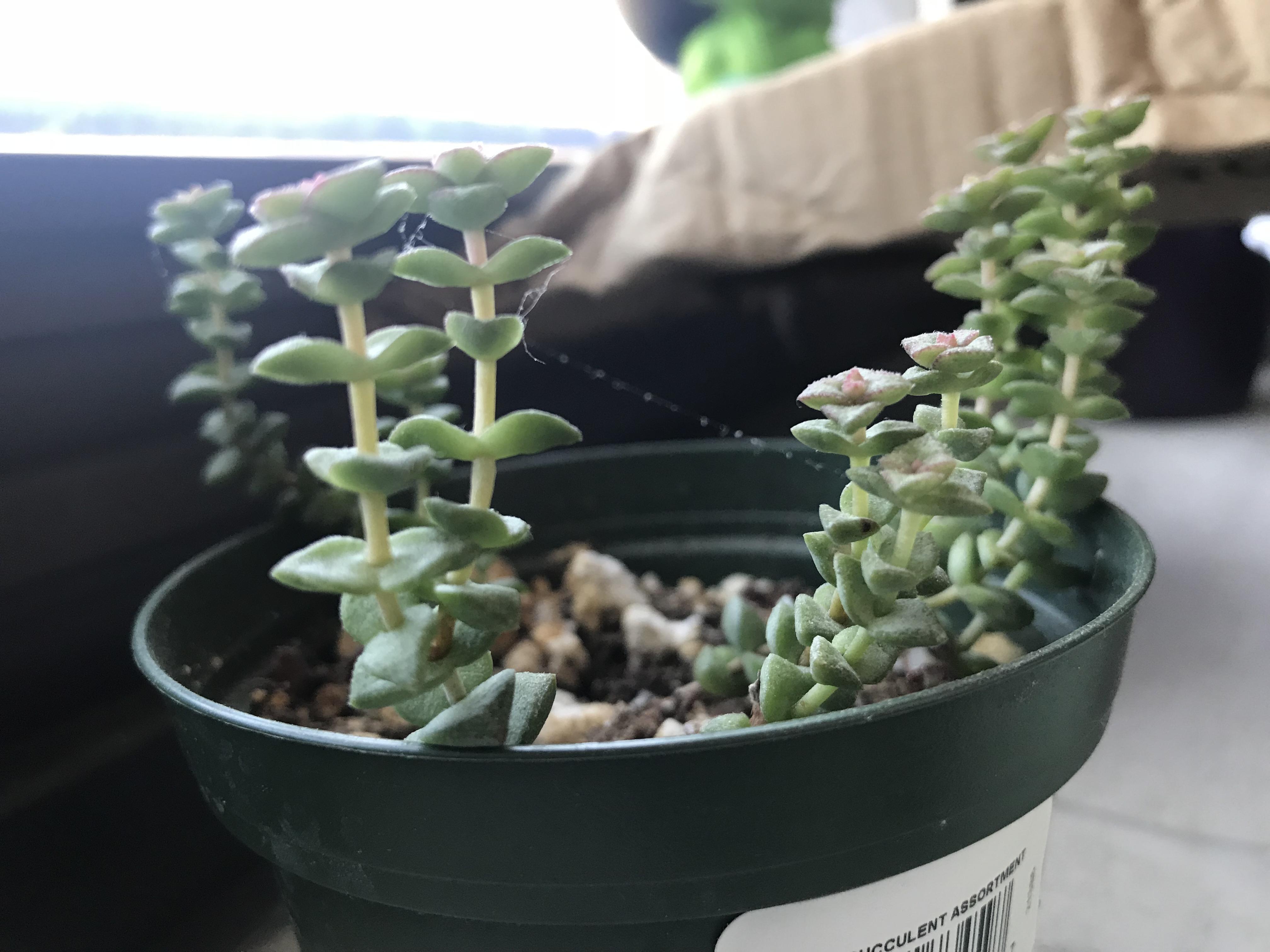 Spider mites! Has anyone ever used diatomaceous earth to get rid of