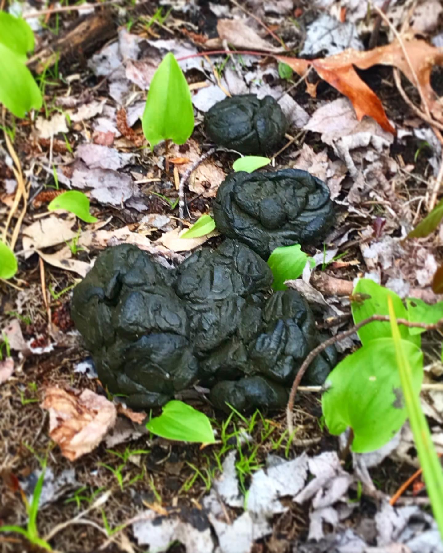 I saw this scat off of a path in my backyard. What do you think it’s