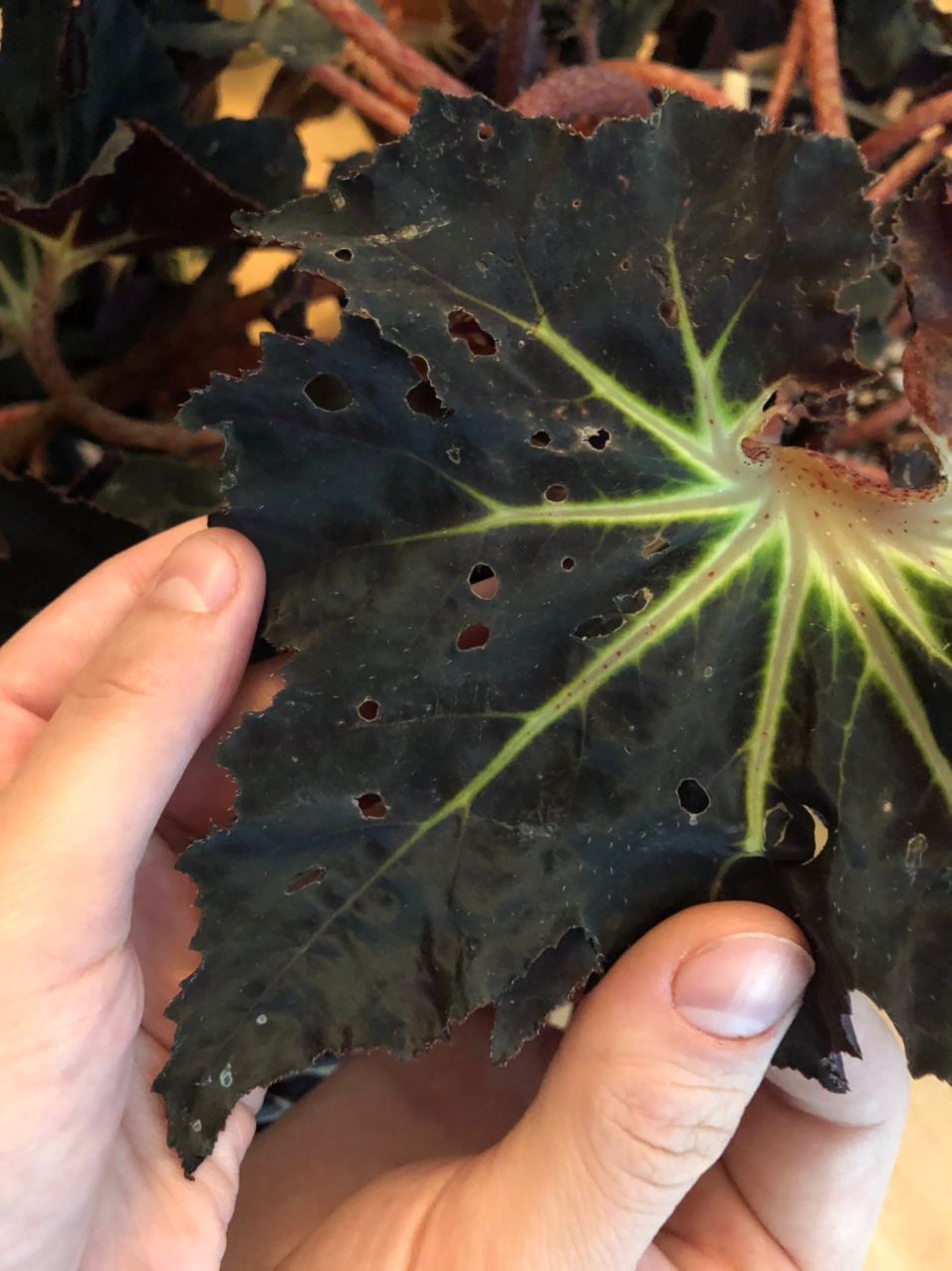 What causes these holes in my Begonia Black fang Leaves? r/begonias