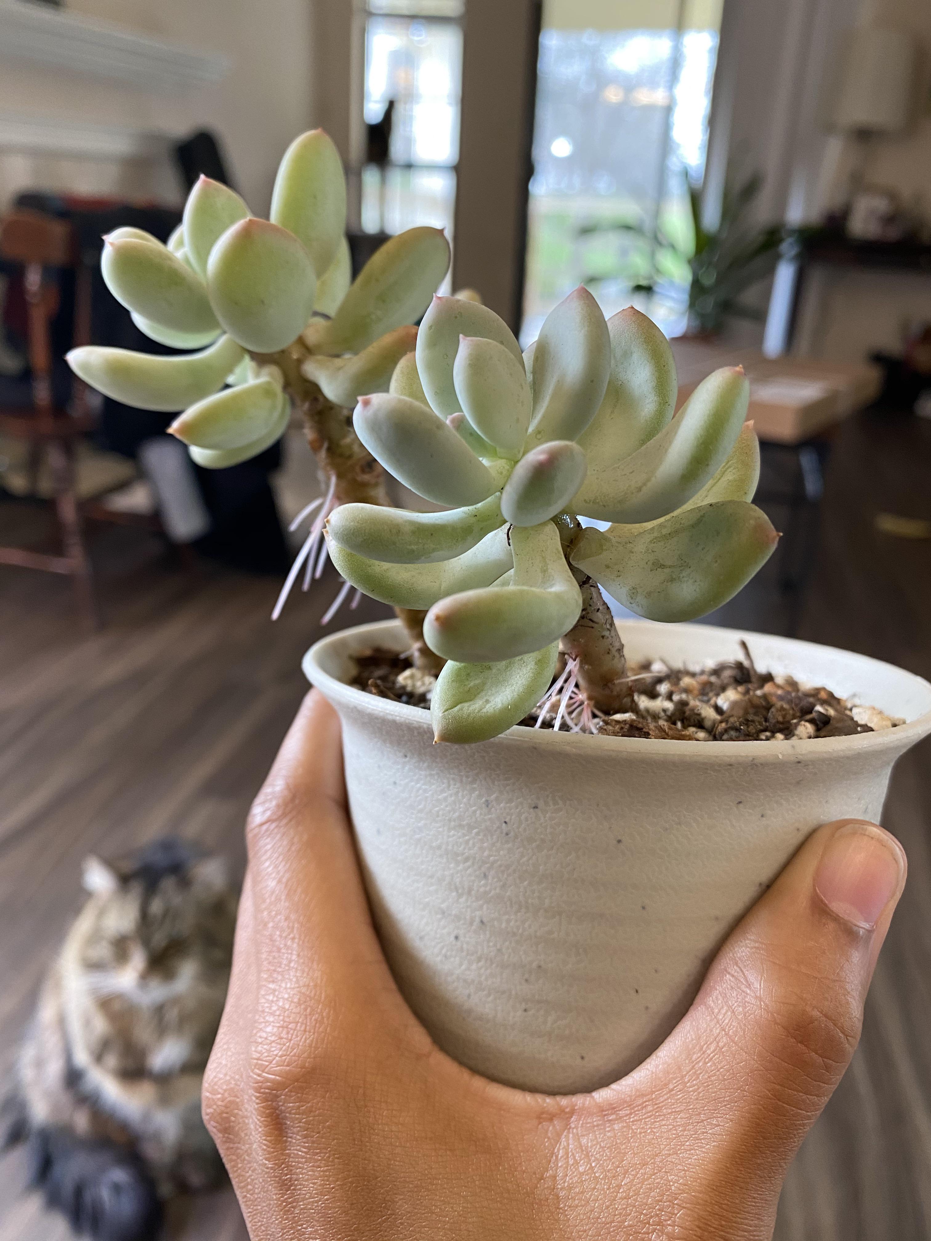 Not enough light vs not enough water? succulents