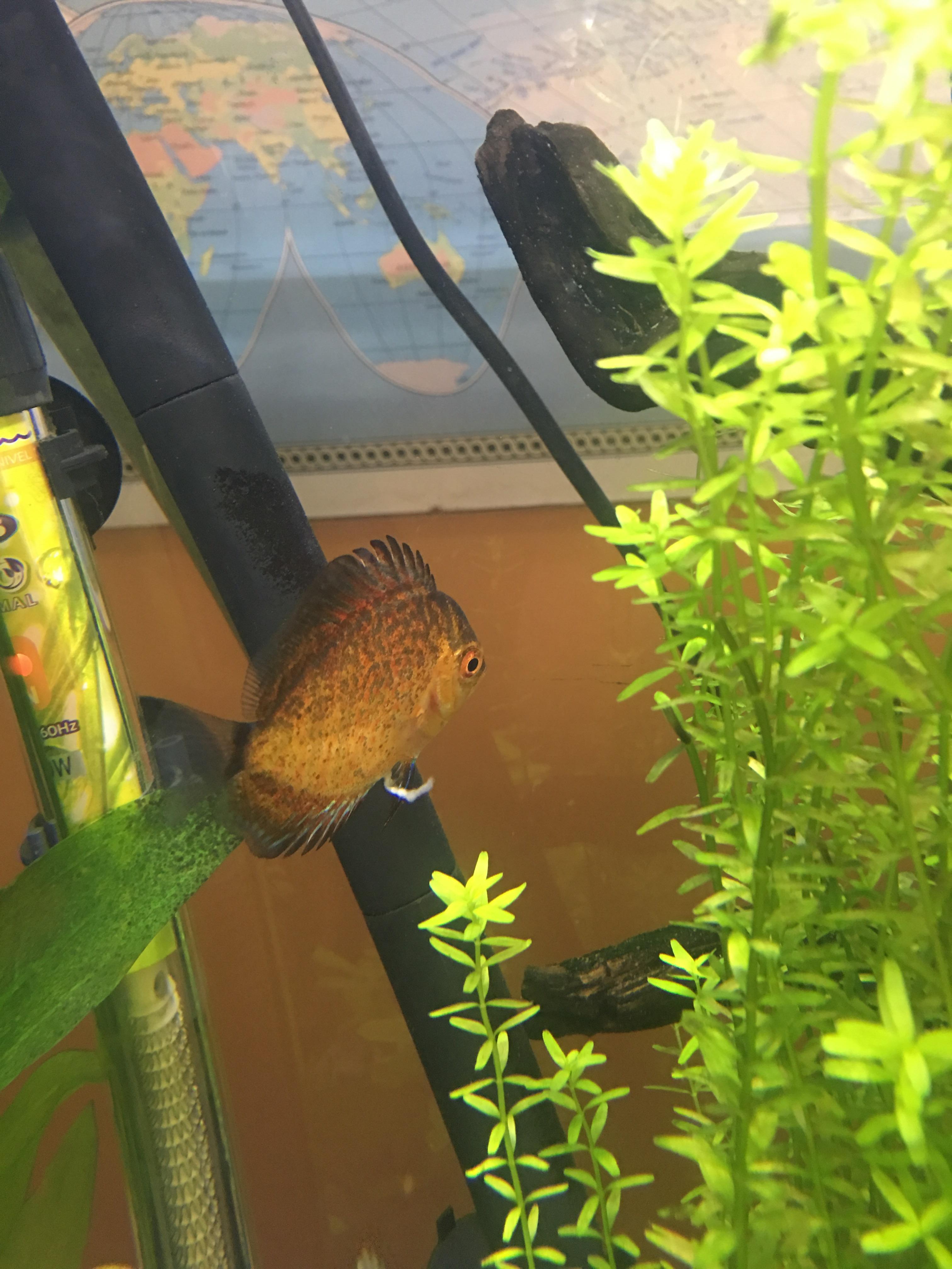 Help! My discus poop is white, he is not eating well and is starting to
