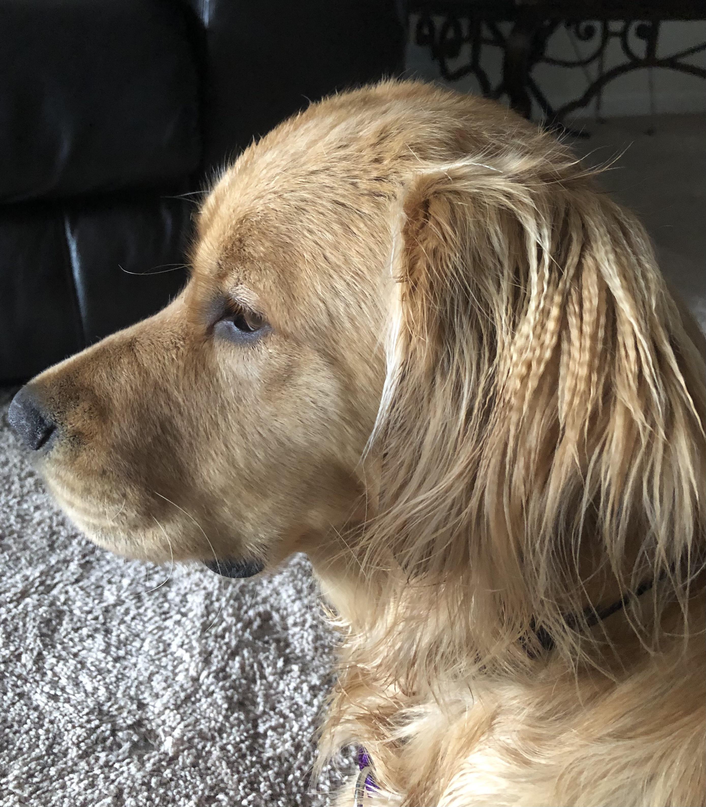 The way the hair on my dog’s ears always looks like it’s been crimped