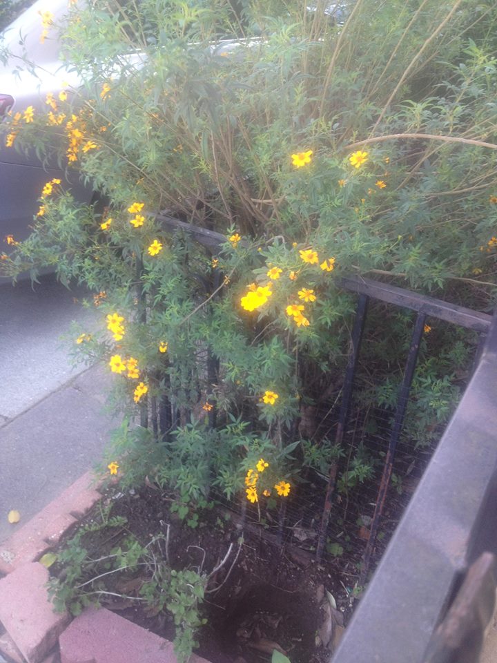 Outdoor Plant, Looks Like Marigold, Kind of Smells Like Bubblegum, any