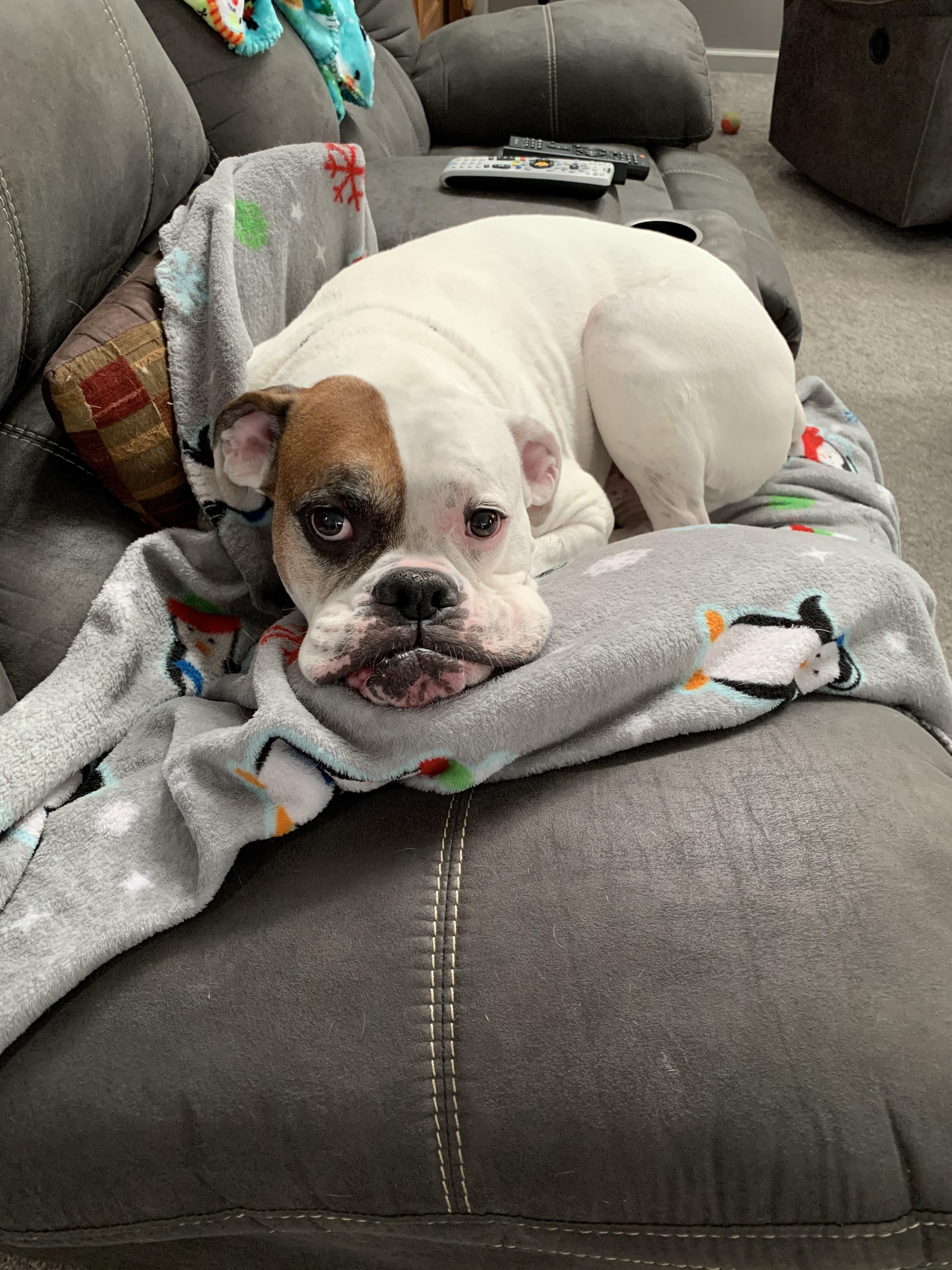 We got new couches and now the boys aren’t allowed on them, but