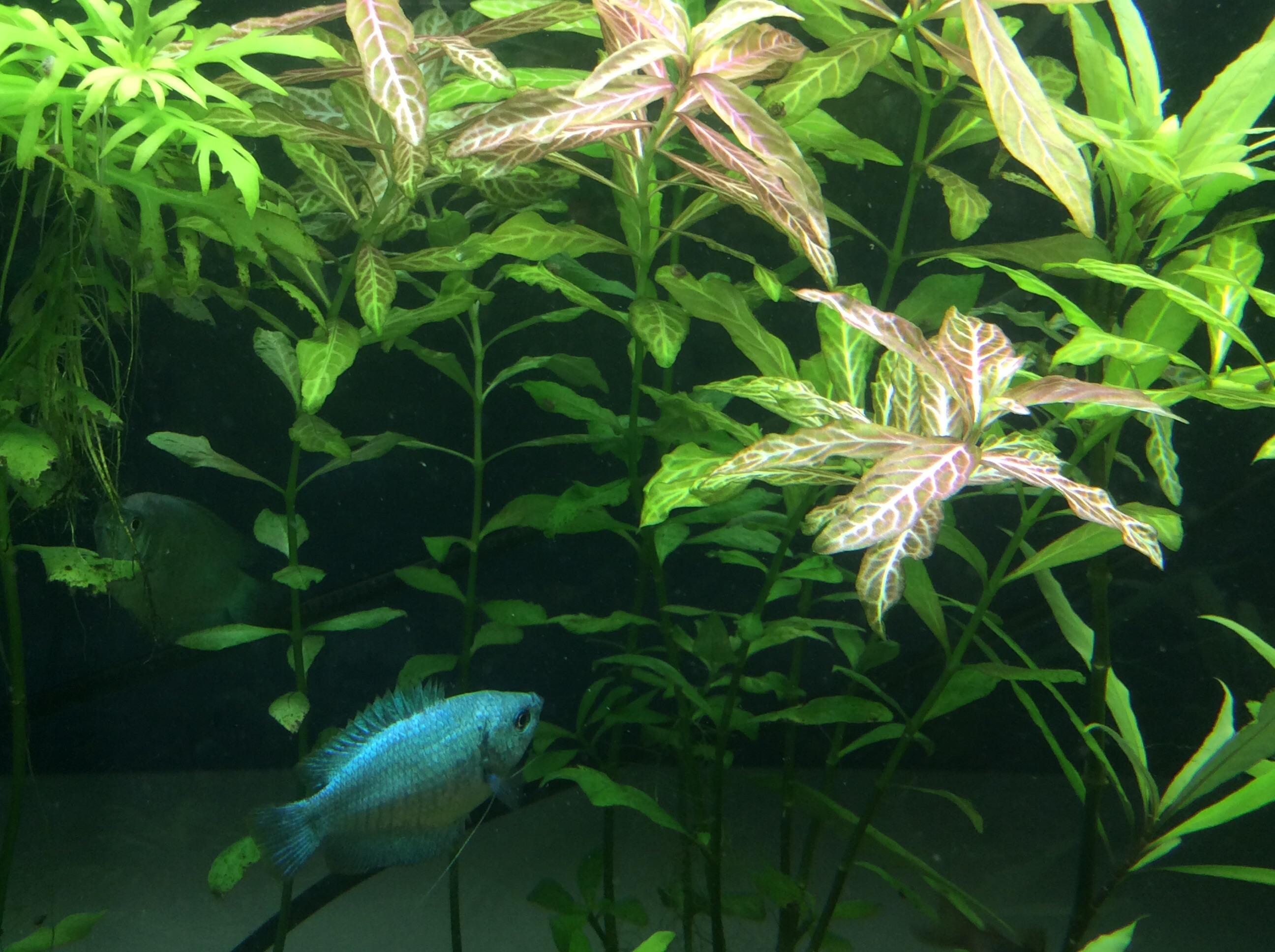 A Good shot of My dwarf gouramis and hygrophila plants r/Aquariums