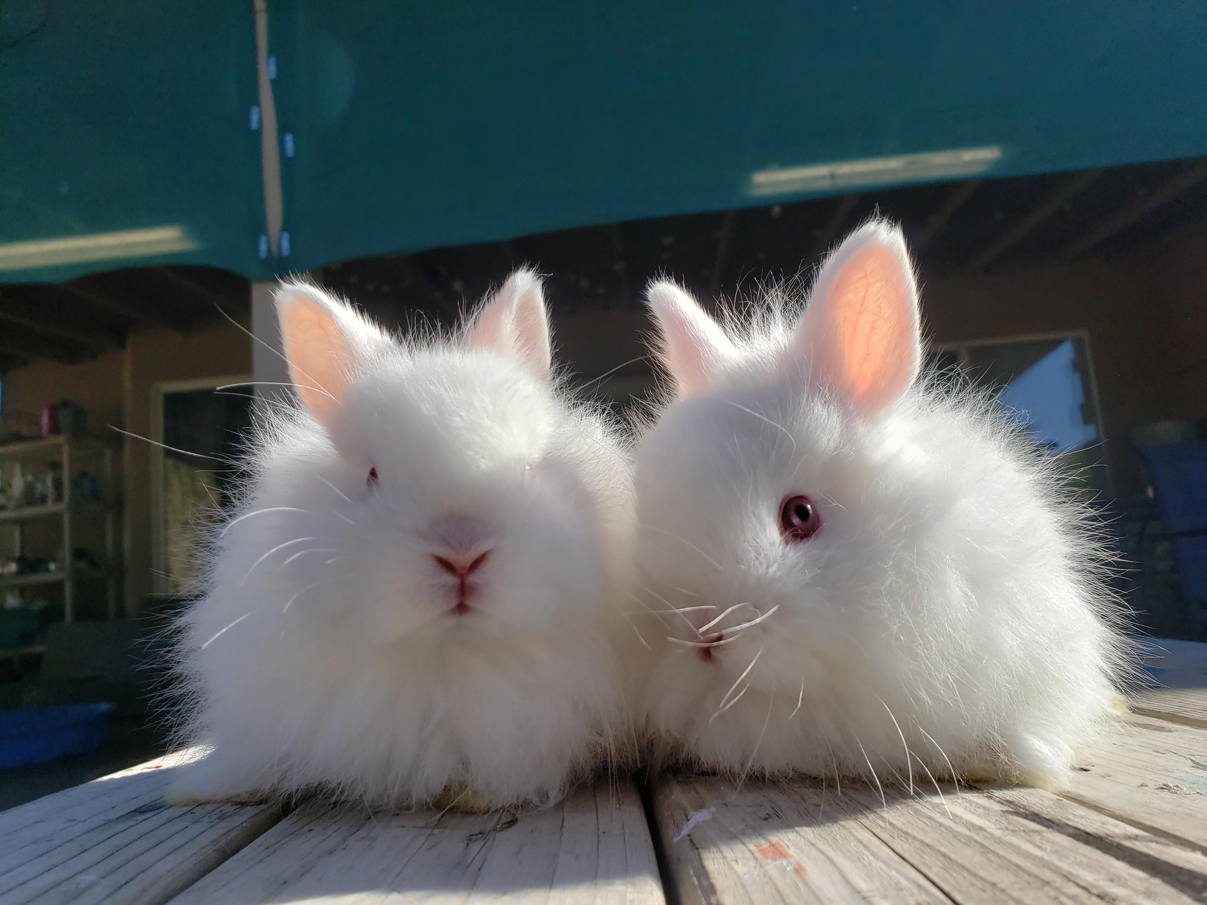 Here are Skywalkers' twin brother and sister Luke and Leia. They are