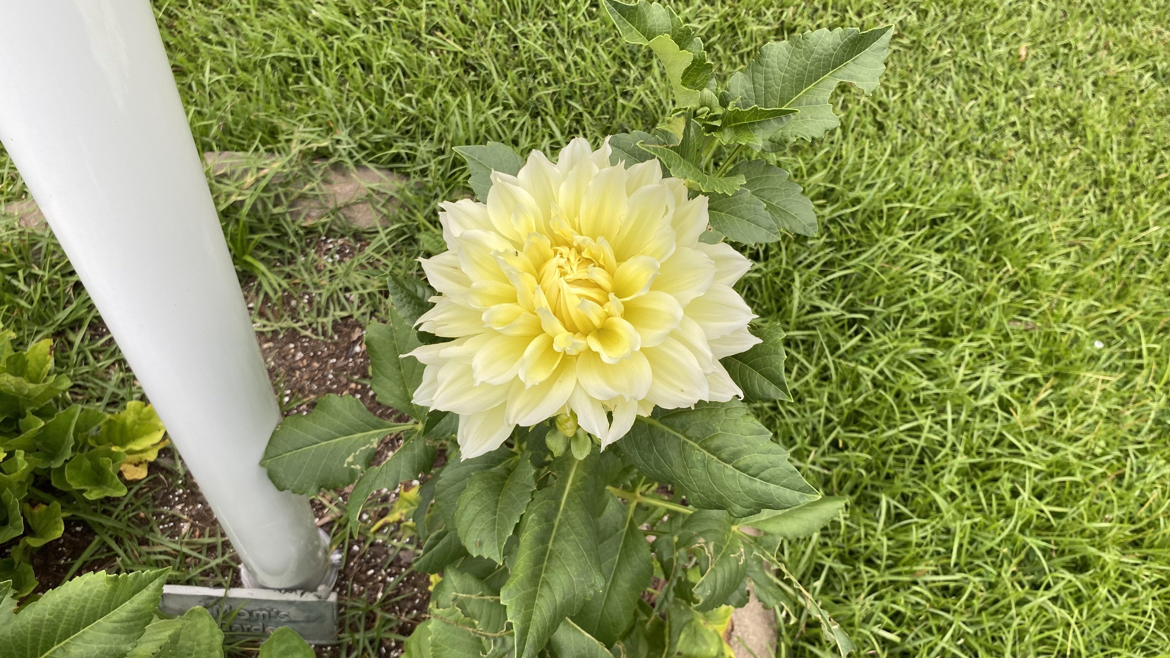 Should I cut my Dahlia? r/flowers