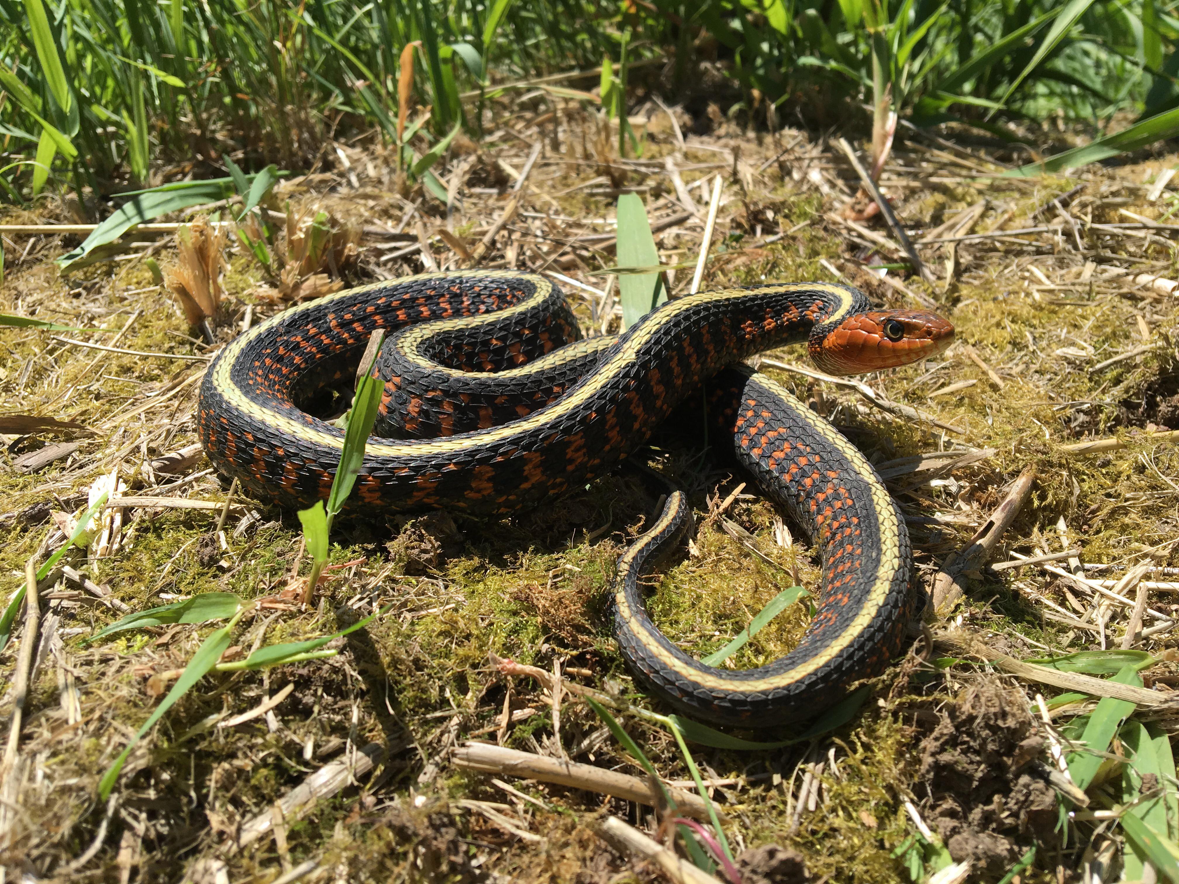 A red spotted garter snake from the Willamette Valley of Oregon