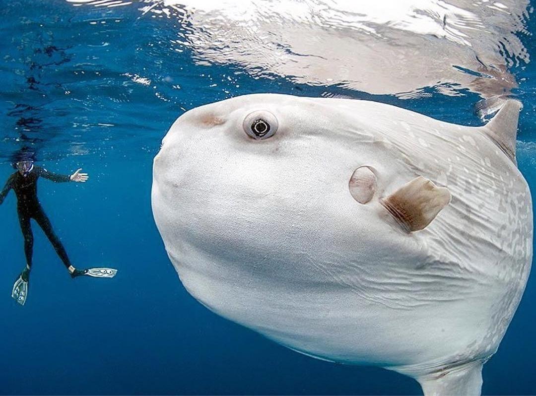 The Mola Mola fish. The world's largest bony fish. r/interestingasfuck