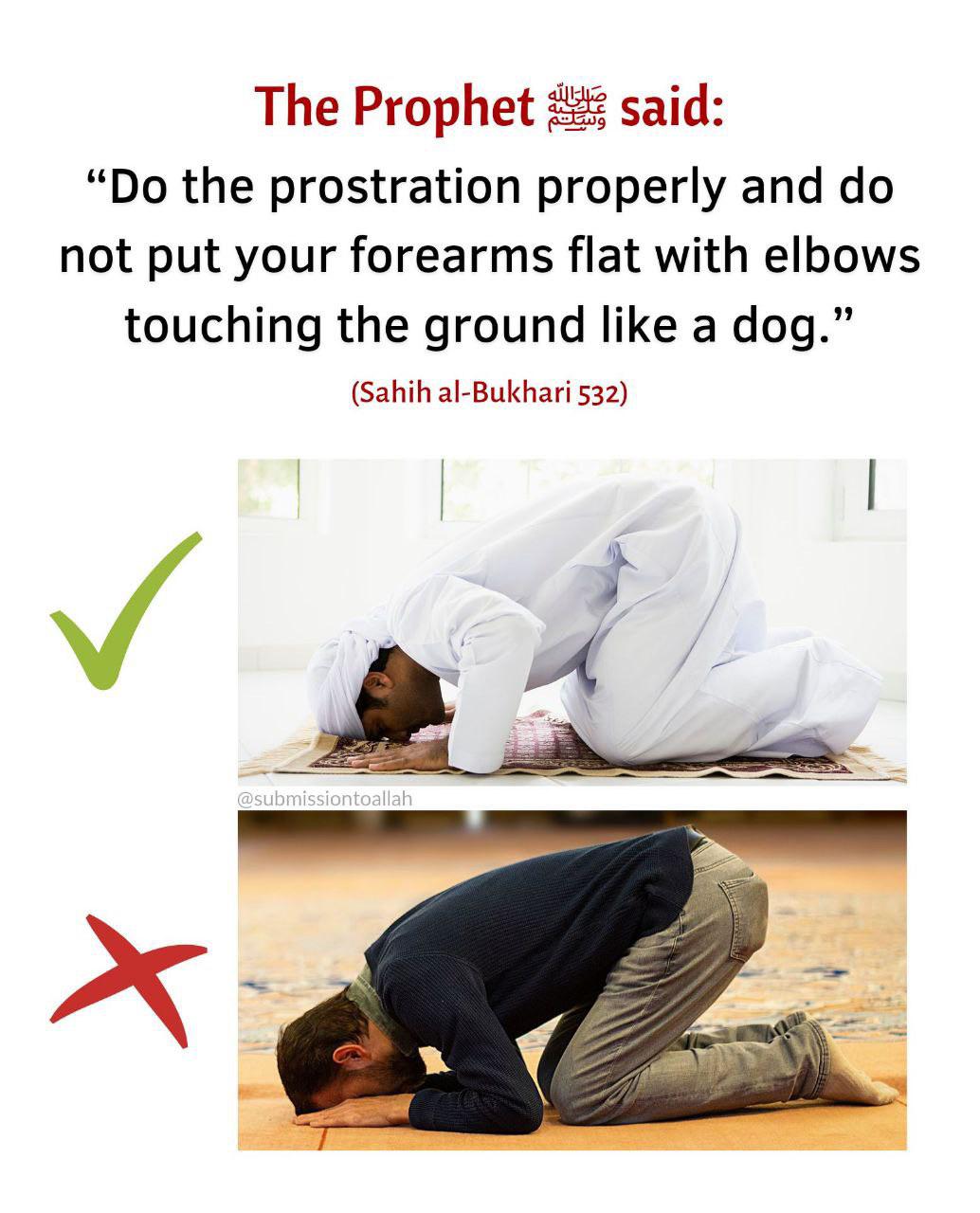 The Prophet ﷺ said “Do the prostration properly and do not put your