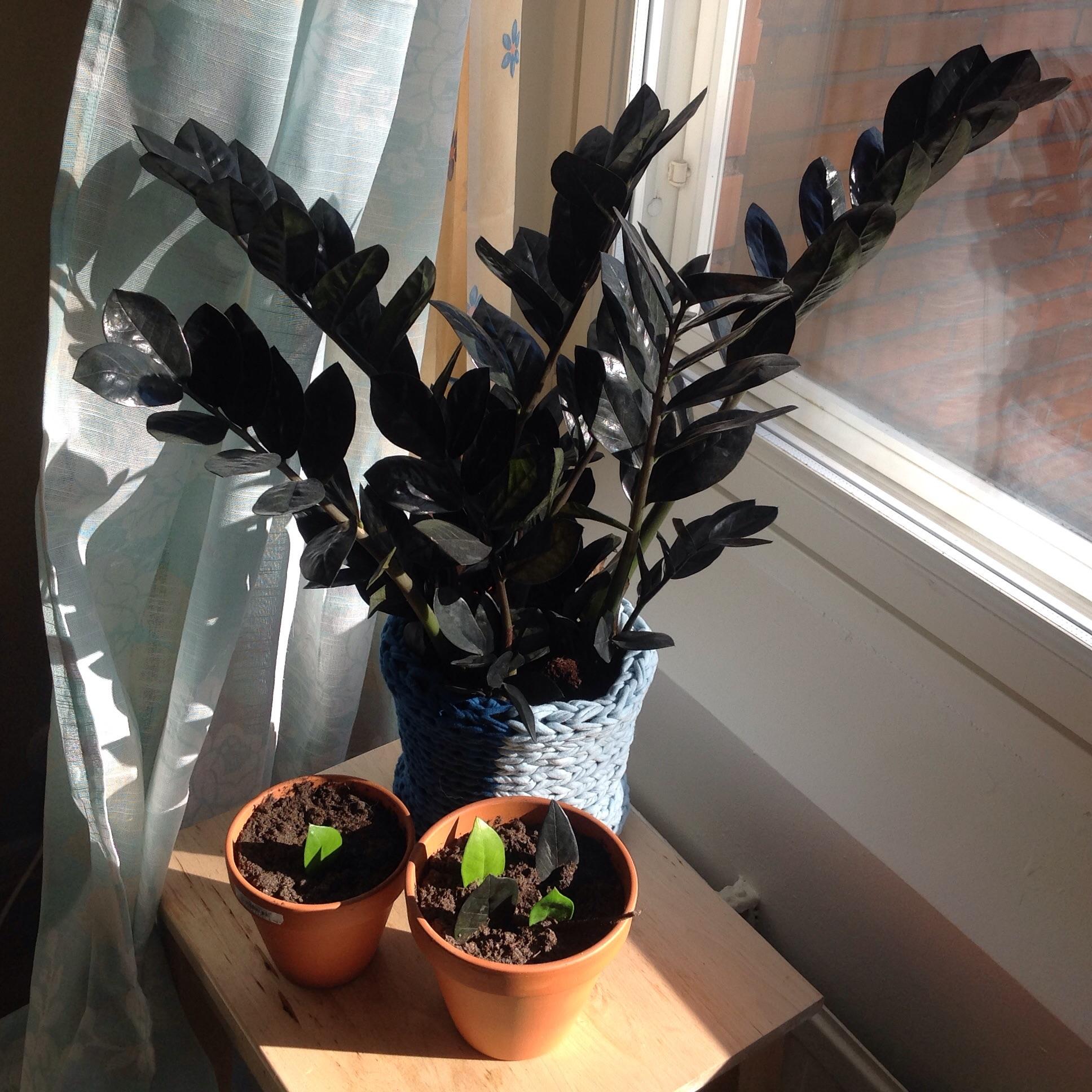 I am really proud of this ZZ raven (it looks bigger IRL). I hope it