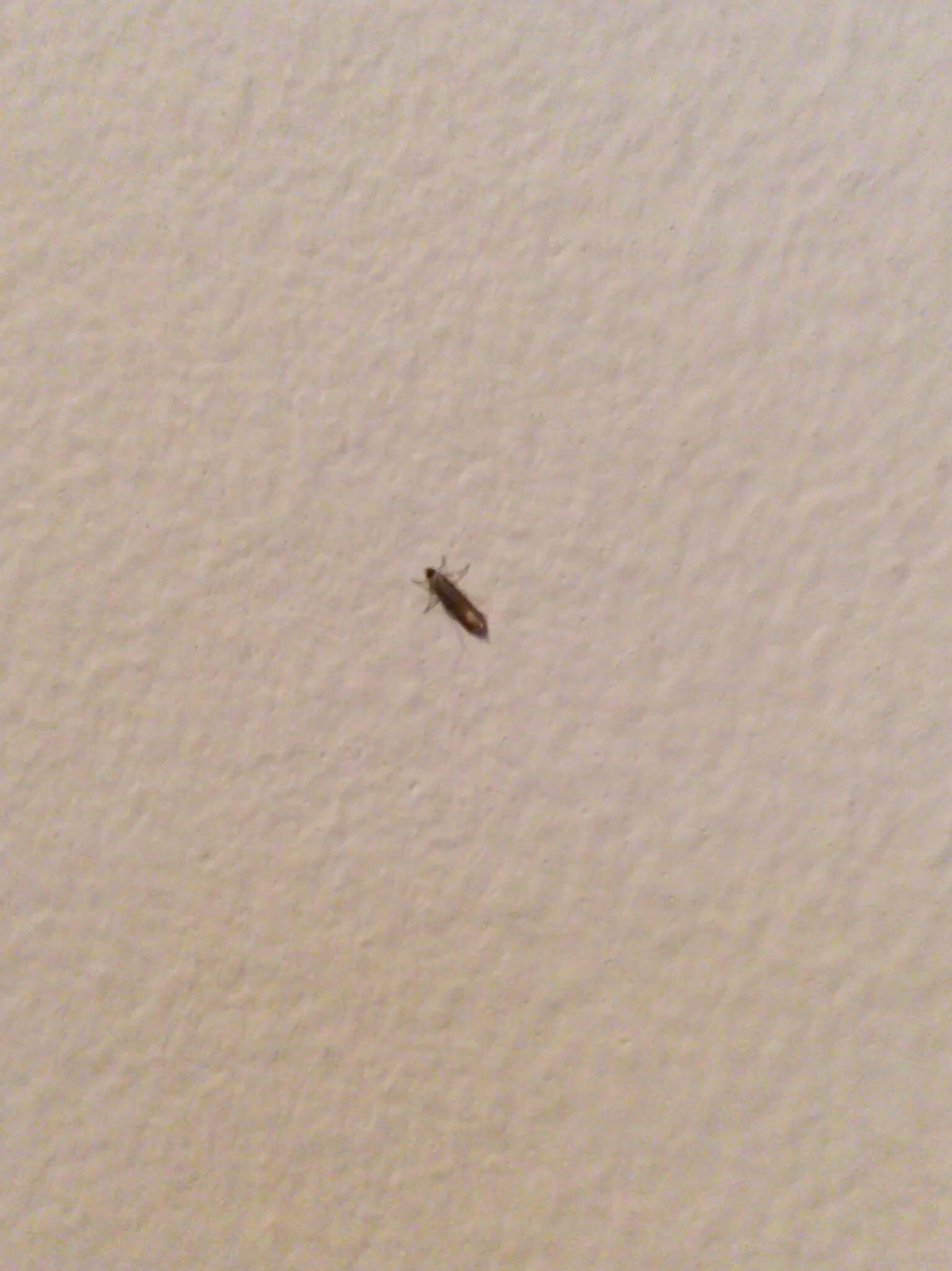 ID on bugs in my apartment —Minnesota r/whatsthisbug