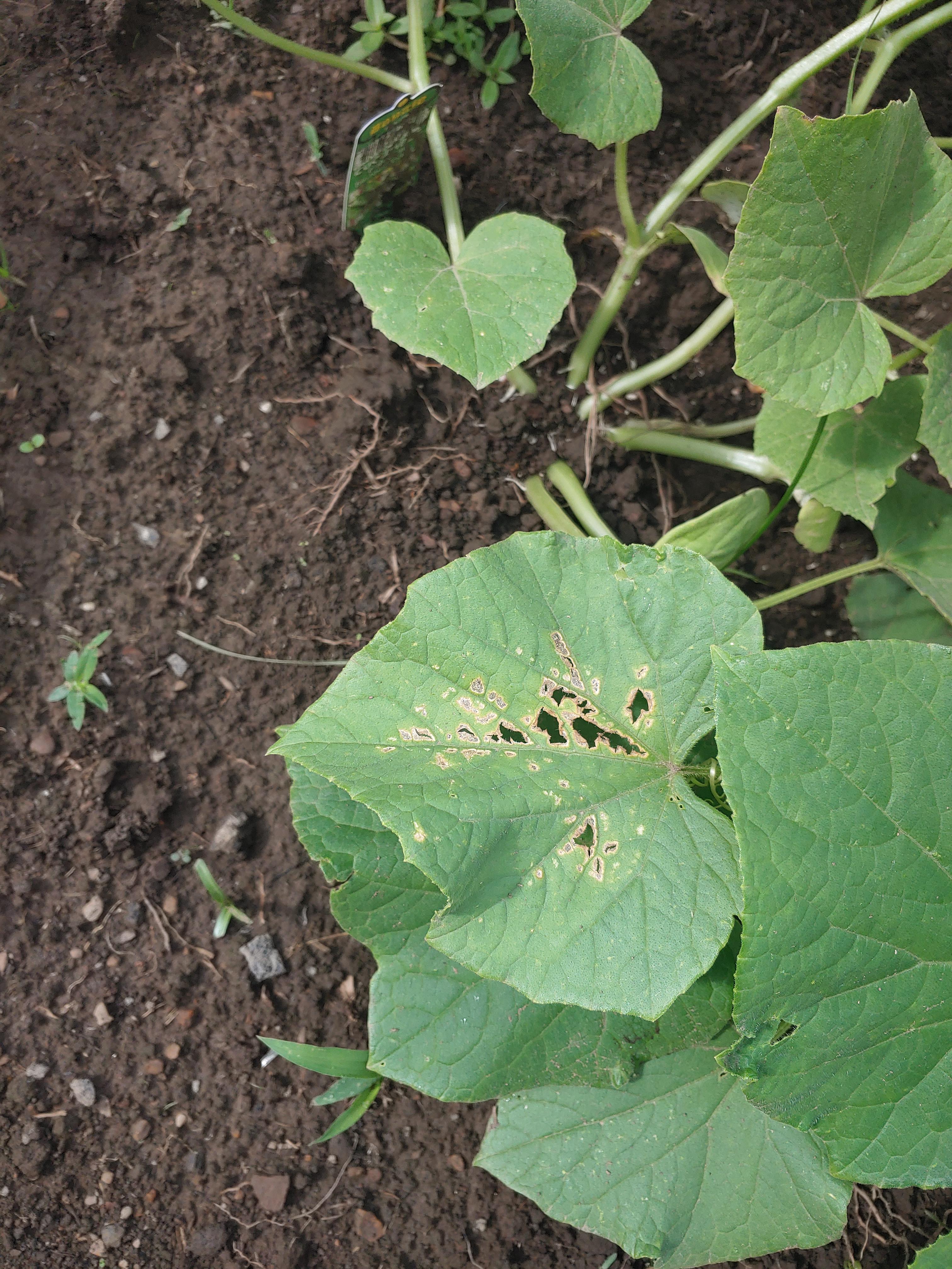 What's eating my cucumber plants? r/plantclinic