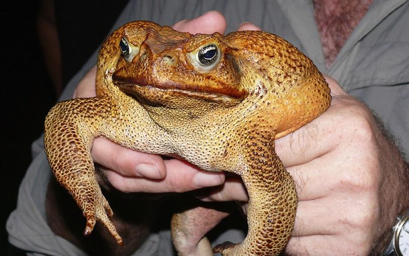 [Invasive Species] Cane Toad, Bufo marinus. In 1935 they were
