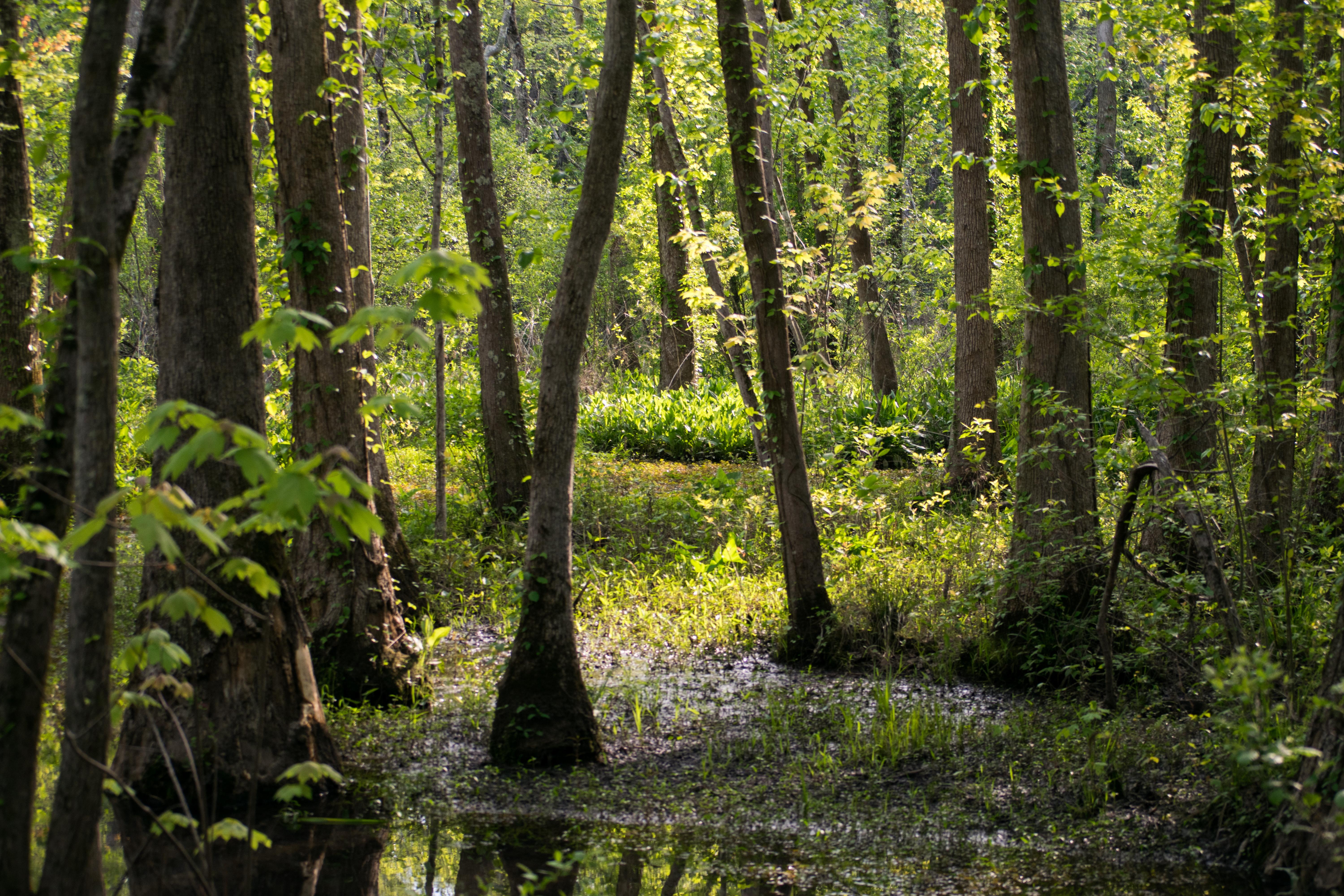 Ebenezer Swamp, Montevallo, AL r/Alabama