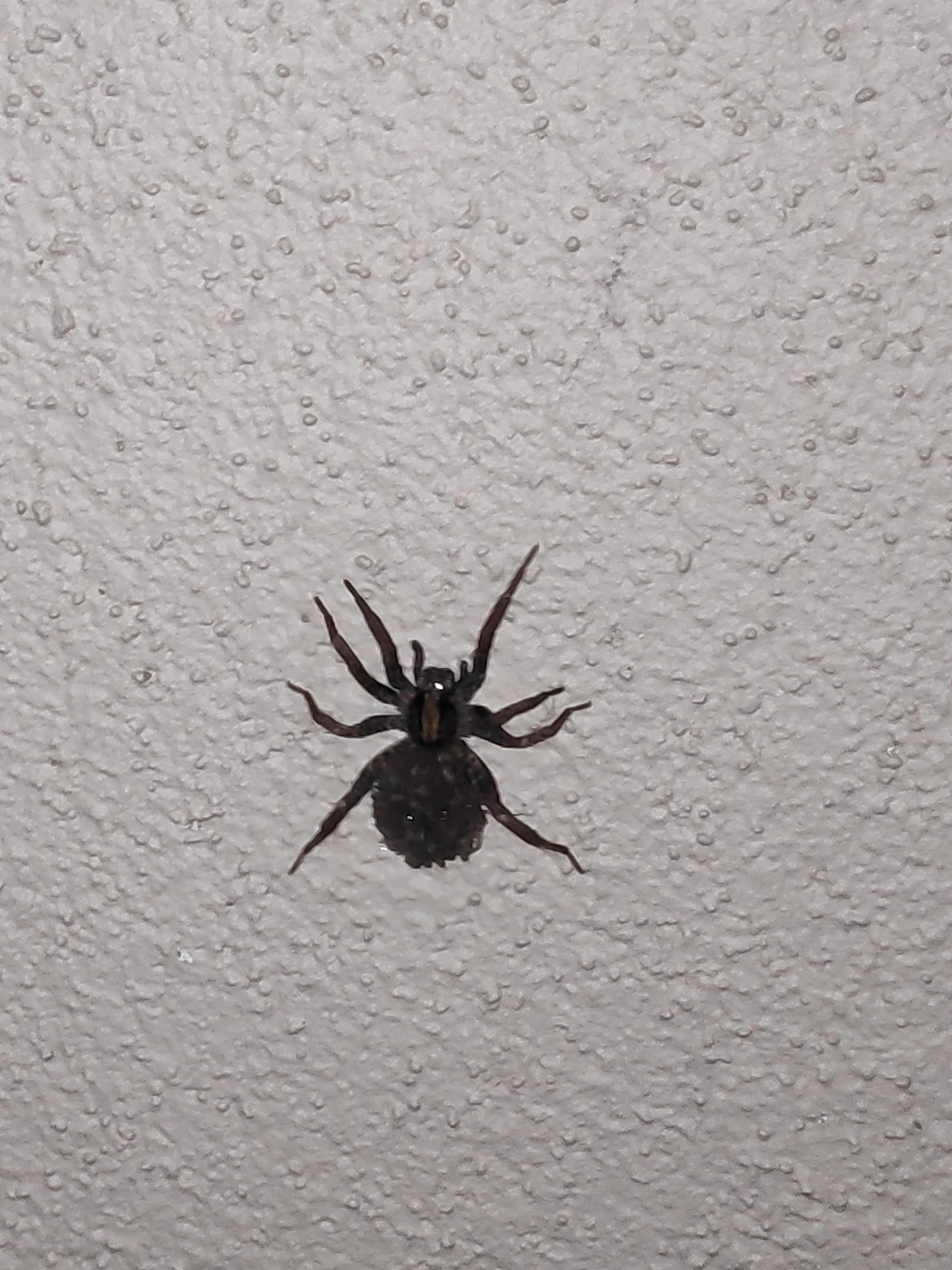 Are those babies? We saw this spider on a wall outside (Central Coast