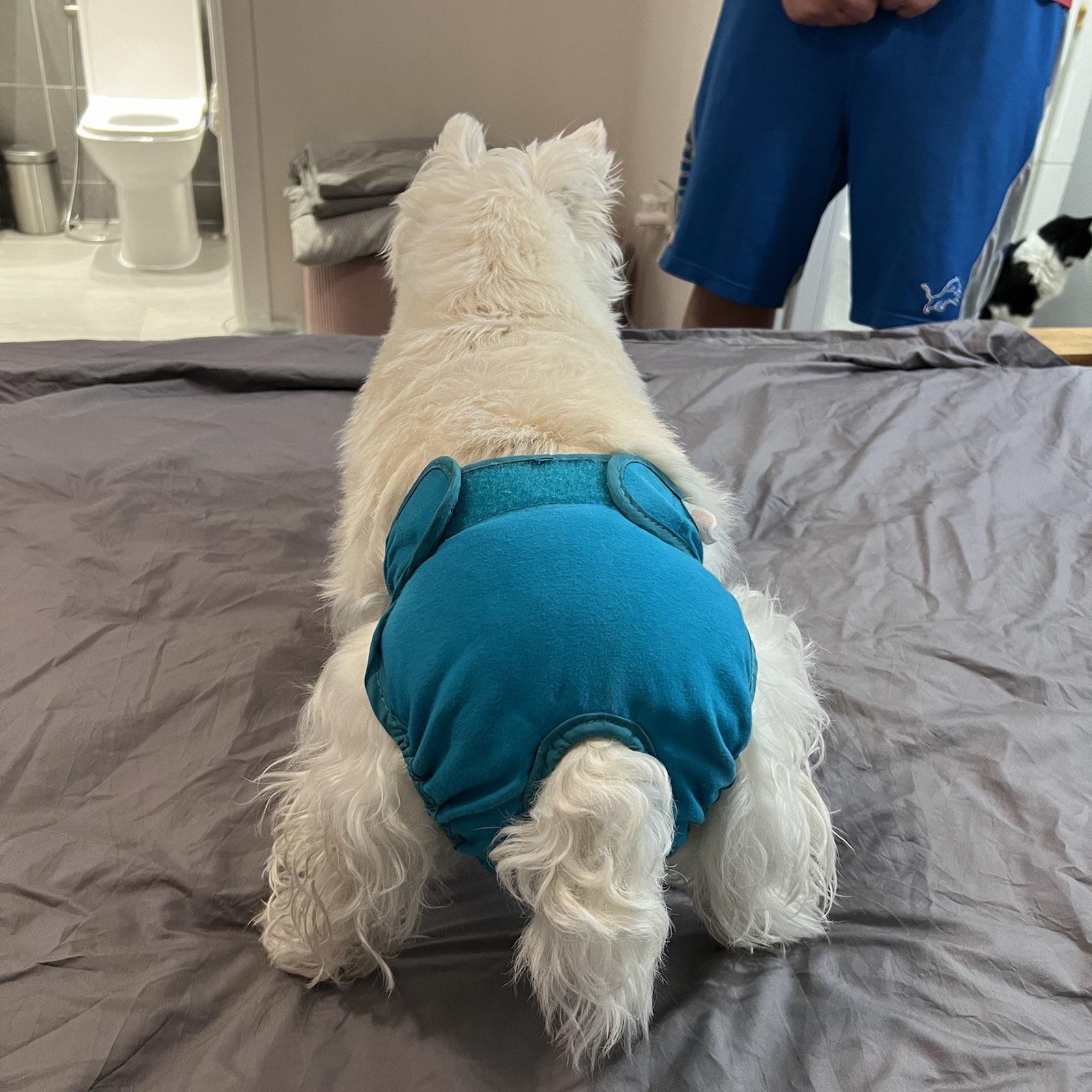 Her bladder medication expired and she's leaking. Nappy just for a day