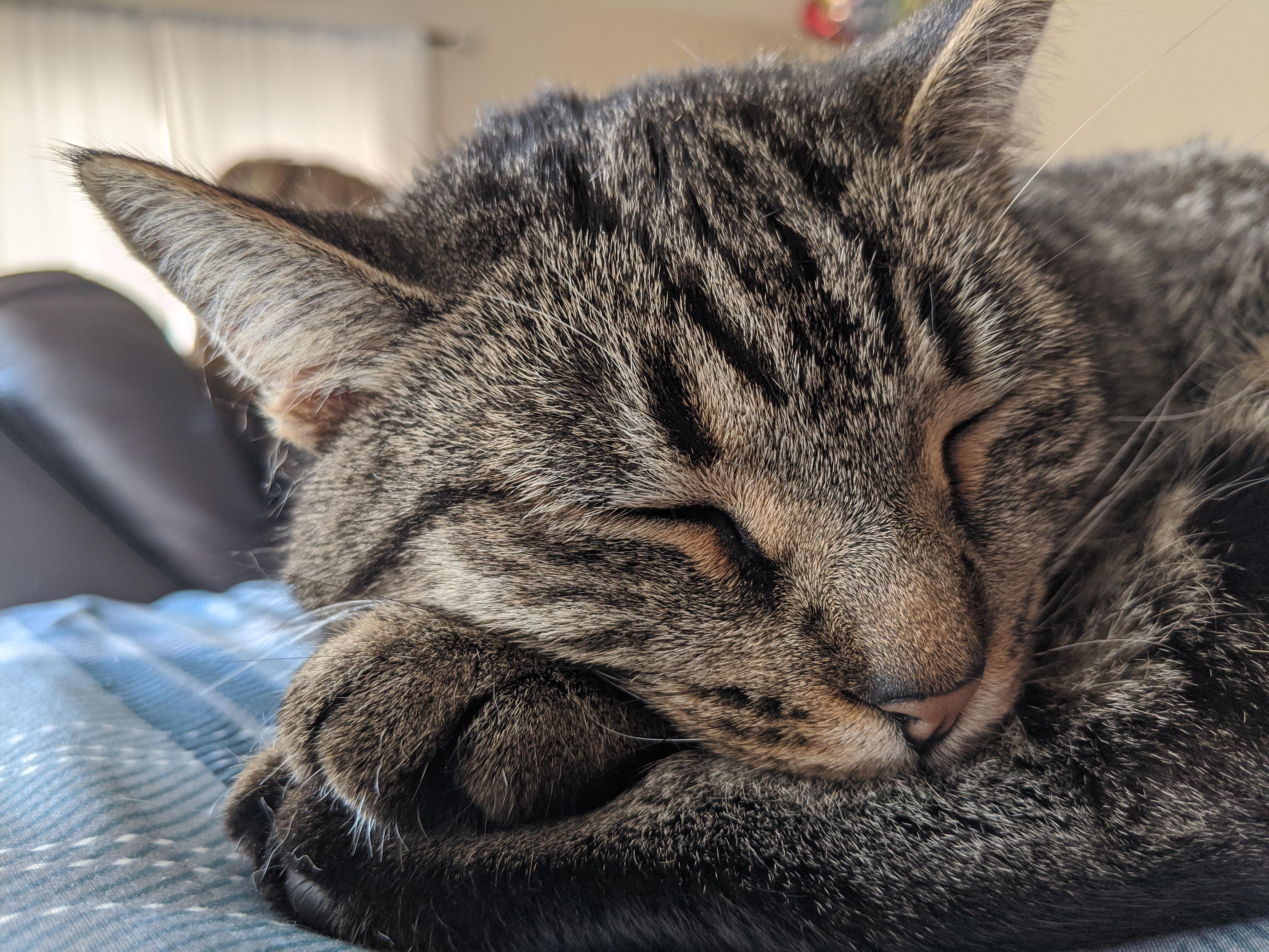 My friends cat taking a nap on her paws, a very photogenic sleeper! r