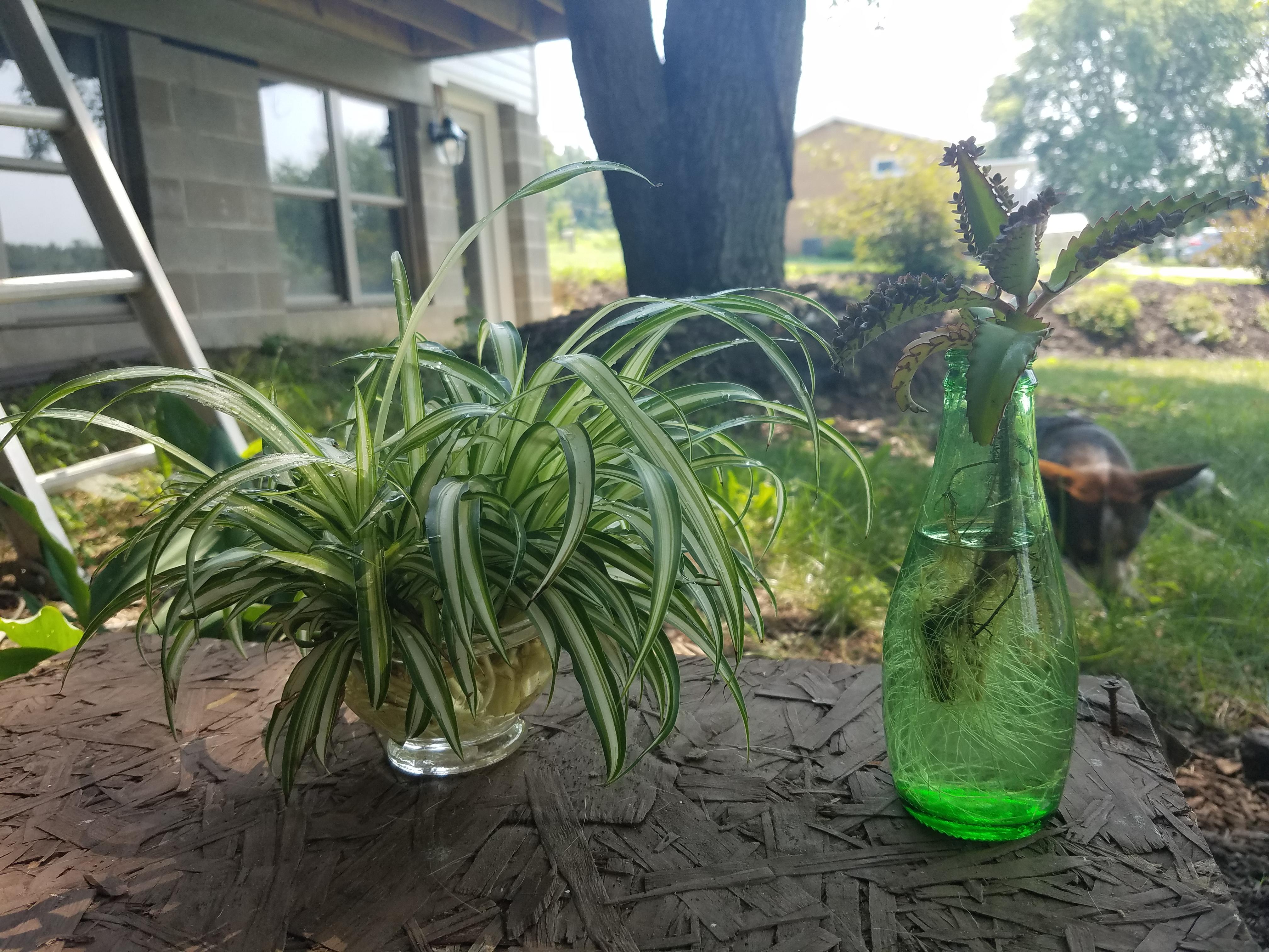 Can spider plant and mother of thousands live happy indefinitely in