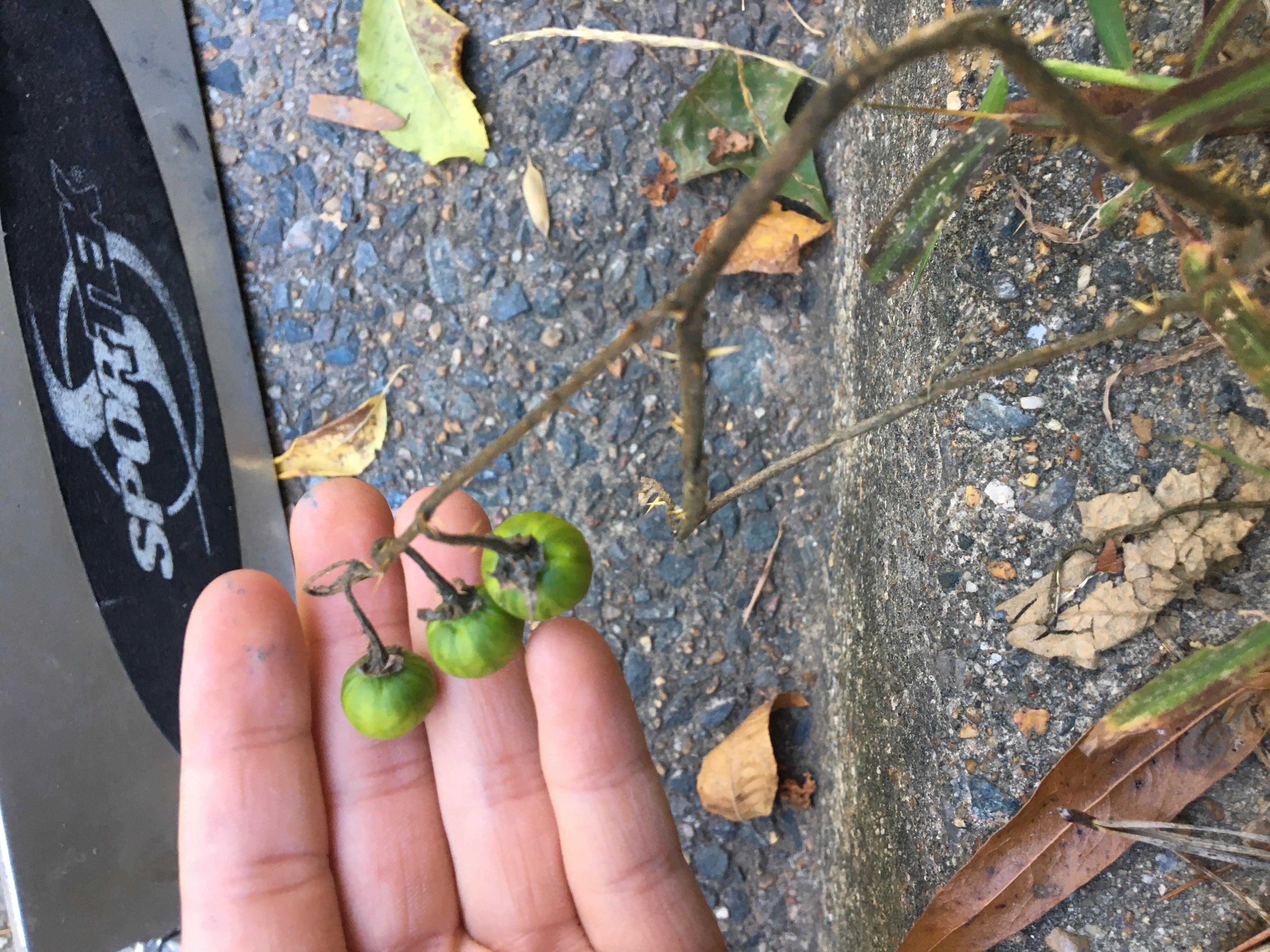 What plant is this? It has green berries and it’s stem has serious