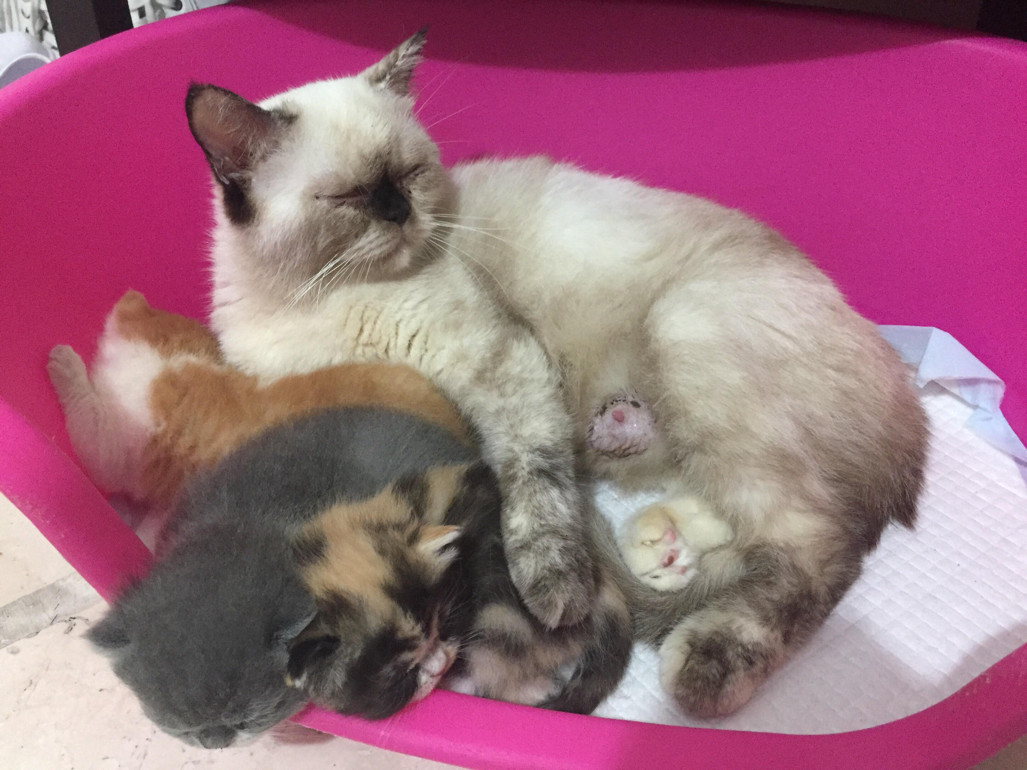 I just wanna ask why the kittens fur look very different from their