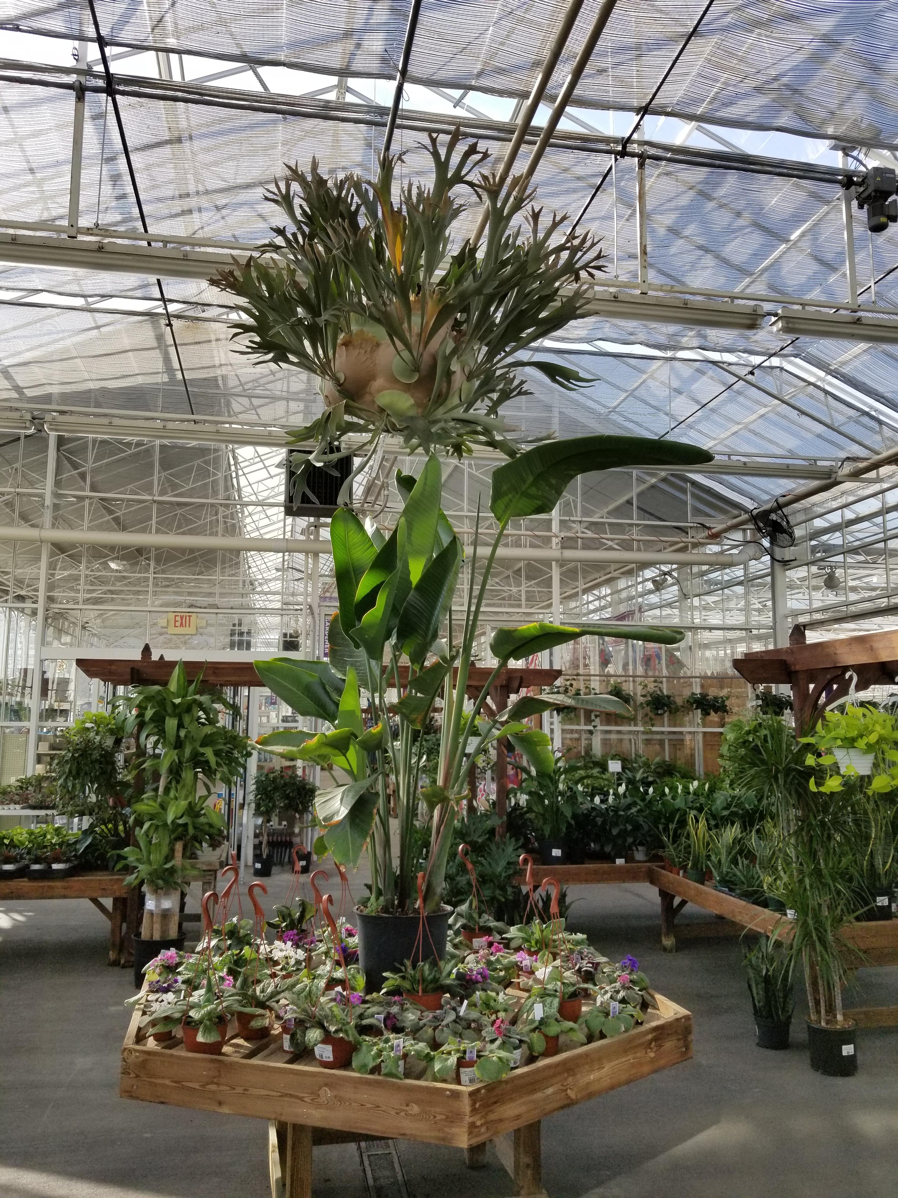 At the top is a monstrous 9yr old Staghorn Fern. This is at an amazing