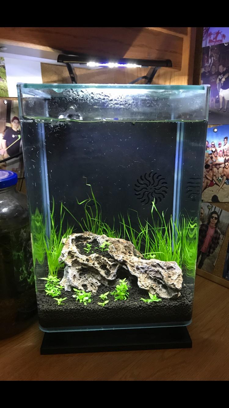New 5 gallon setup that I had to sneak into my dorm r/shrimptank