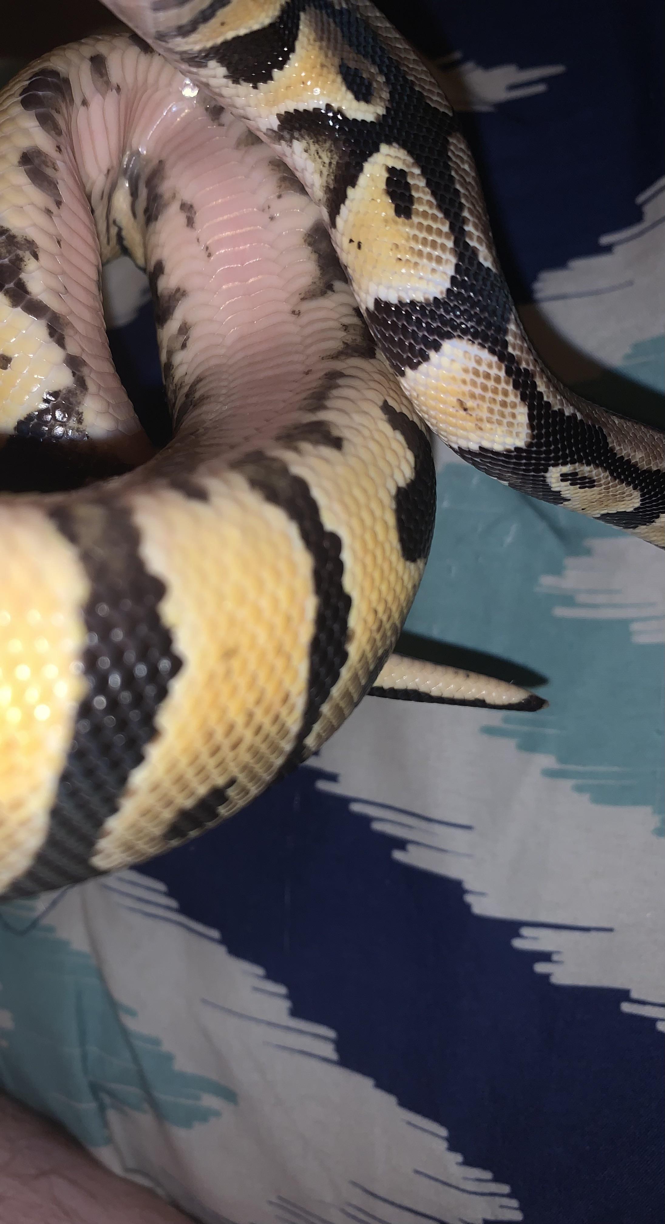 My snakes belly is turning pink can anyone tell me if something is