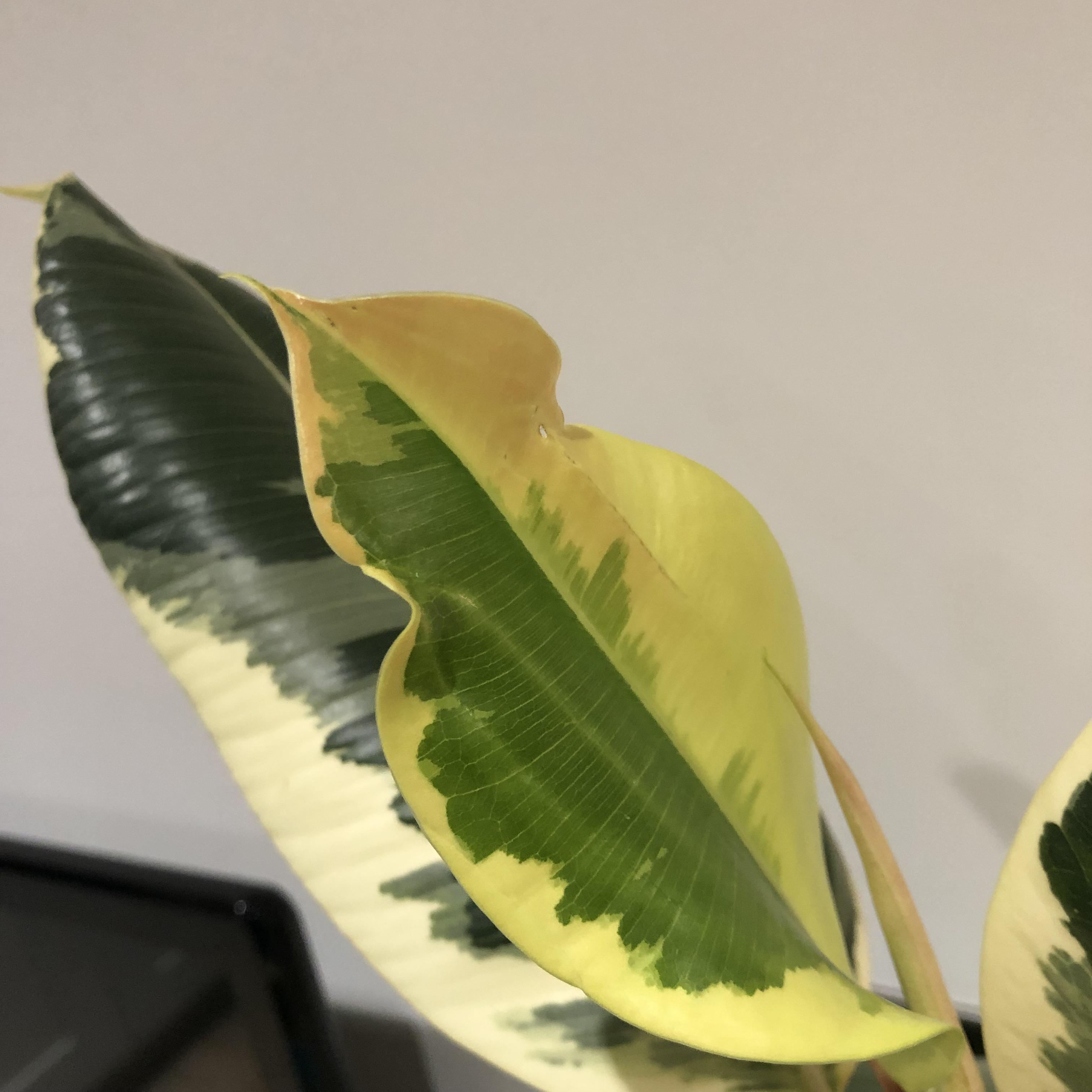 is it just me or is the new growth on my rubber tree turning pink ? r