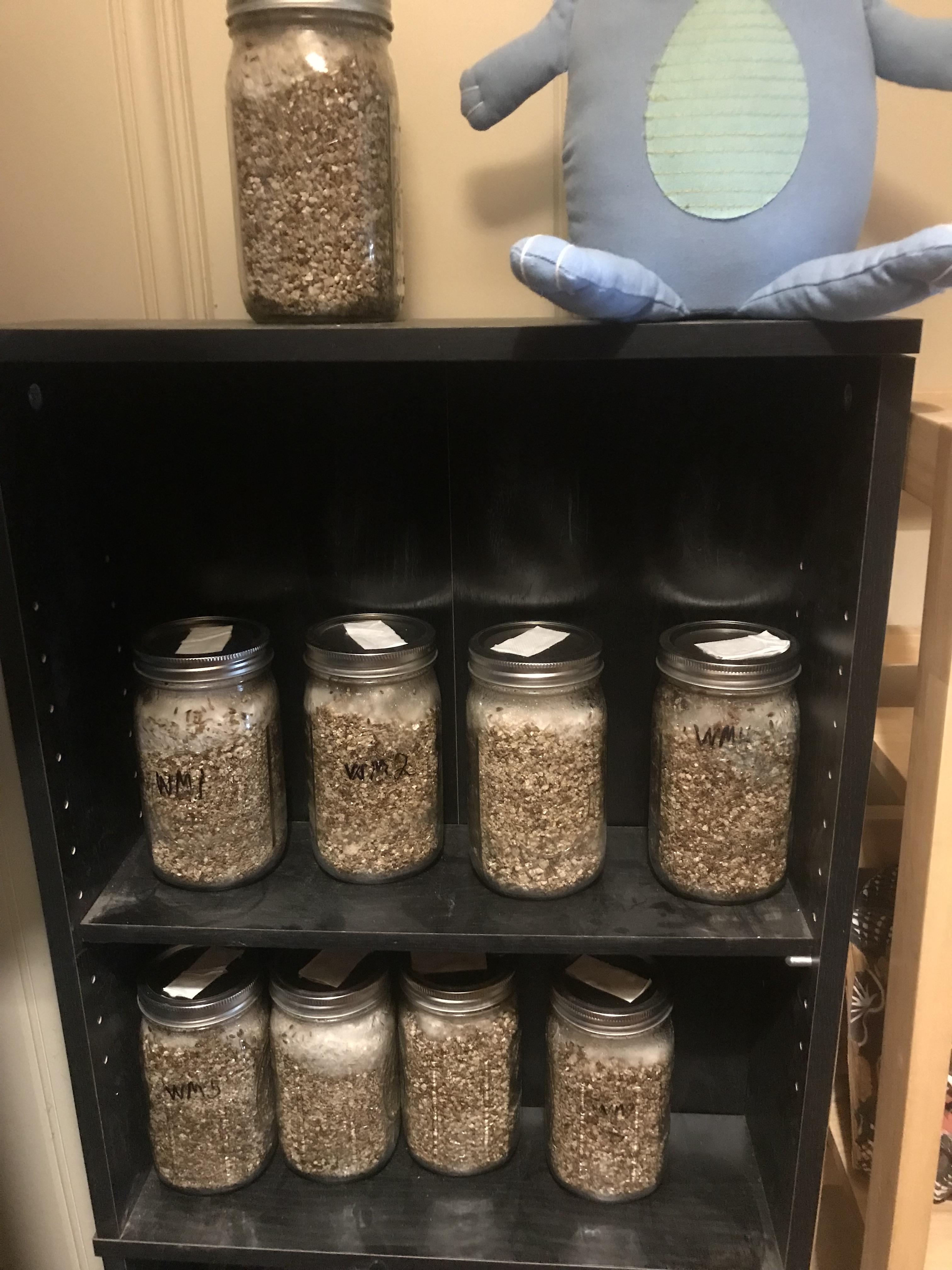 My jars of king trumpets are growing! 2 possible contamination spots