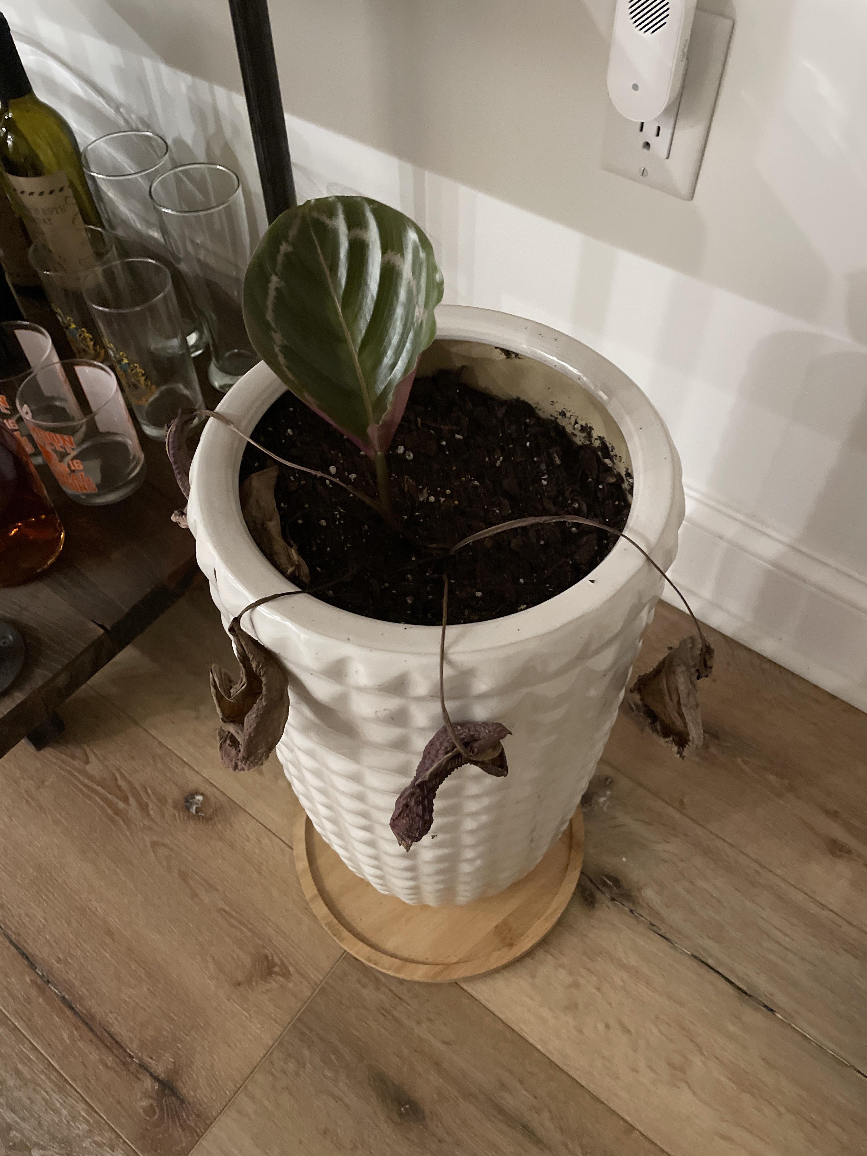 From the ashes, a phoenix will rise r/houseplants