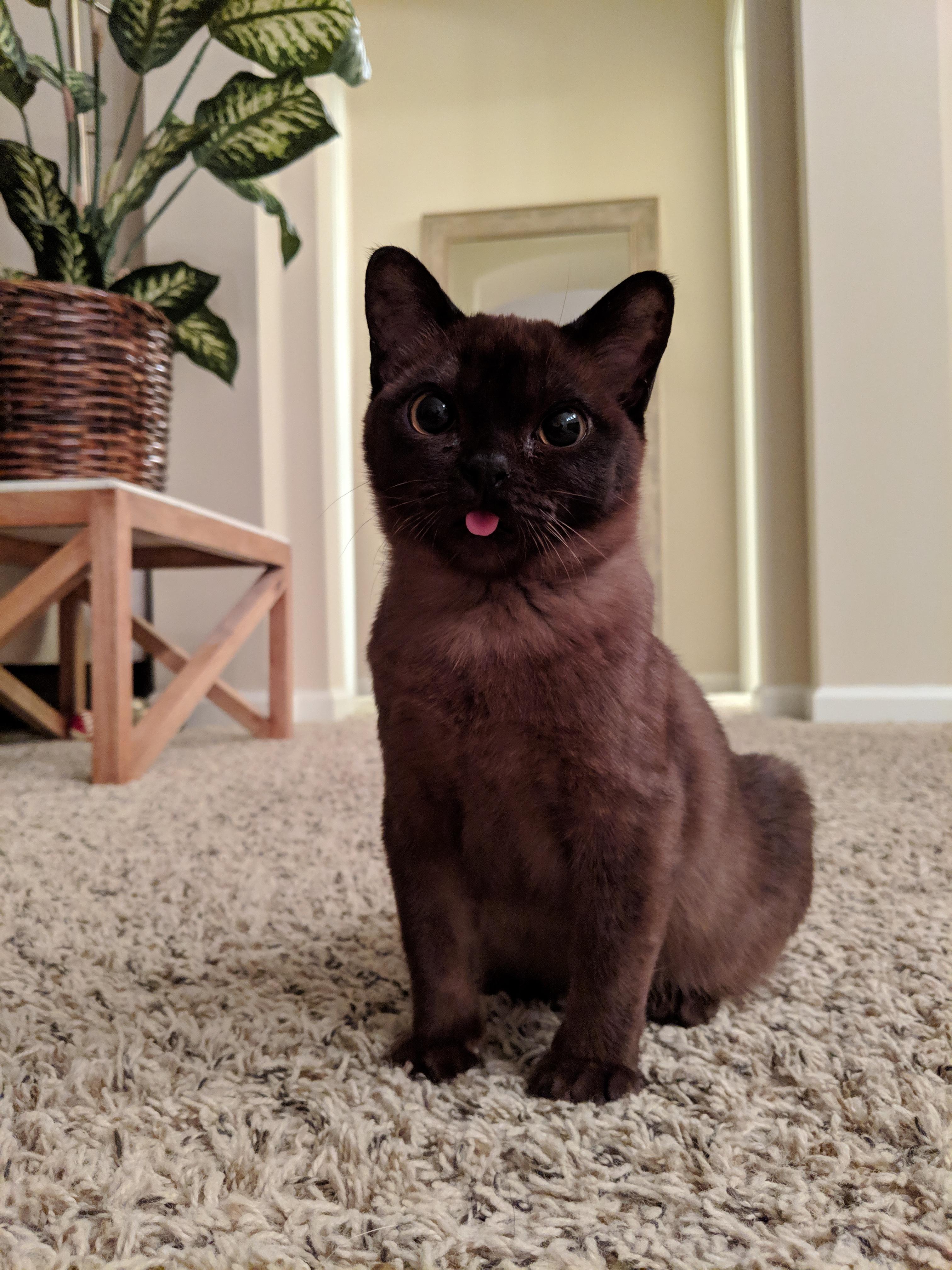 This is my cat Olive Oil. Double O for short. r/aww