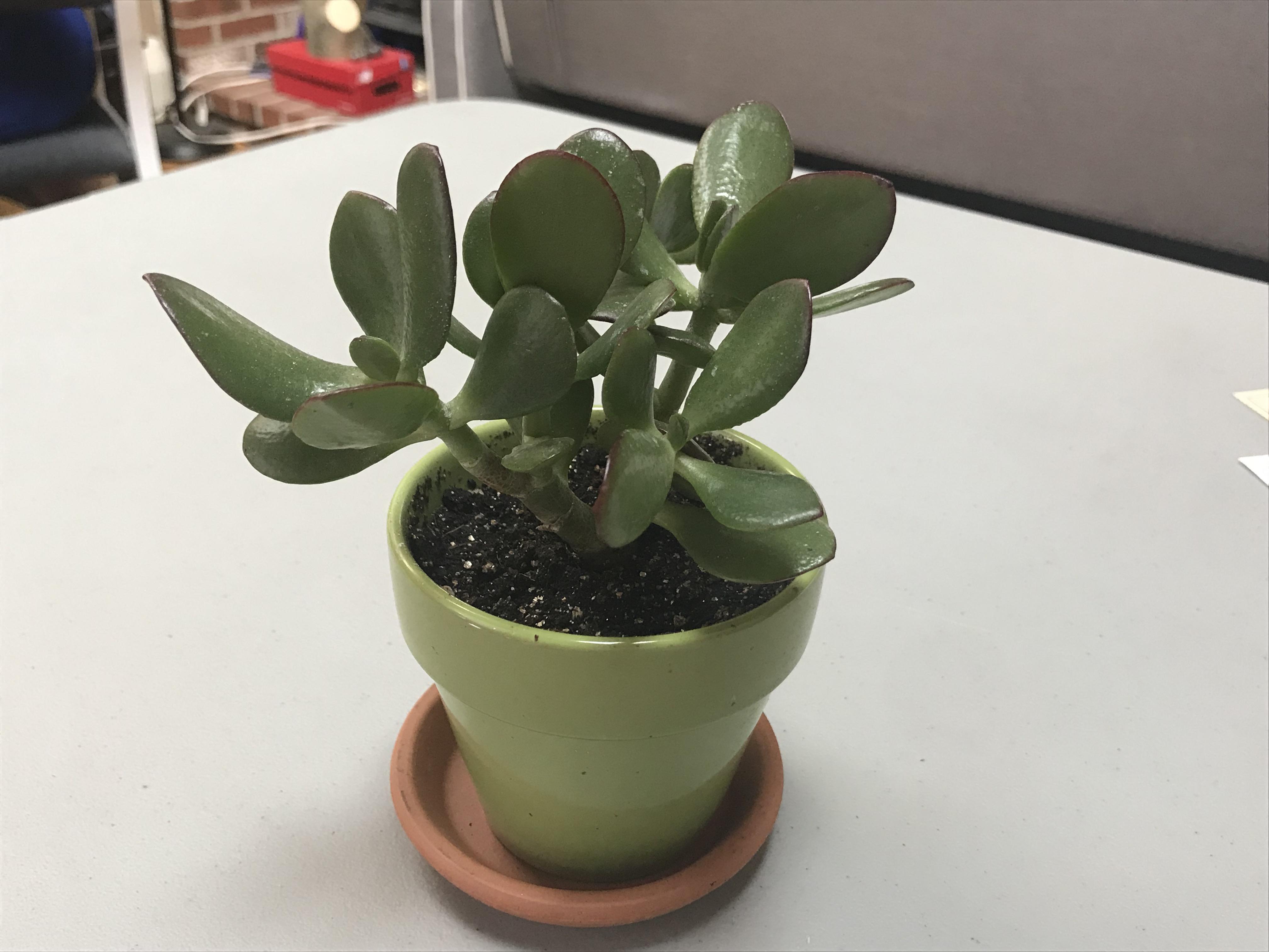 My jade plant r/houseplants