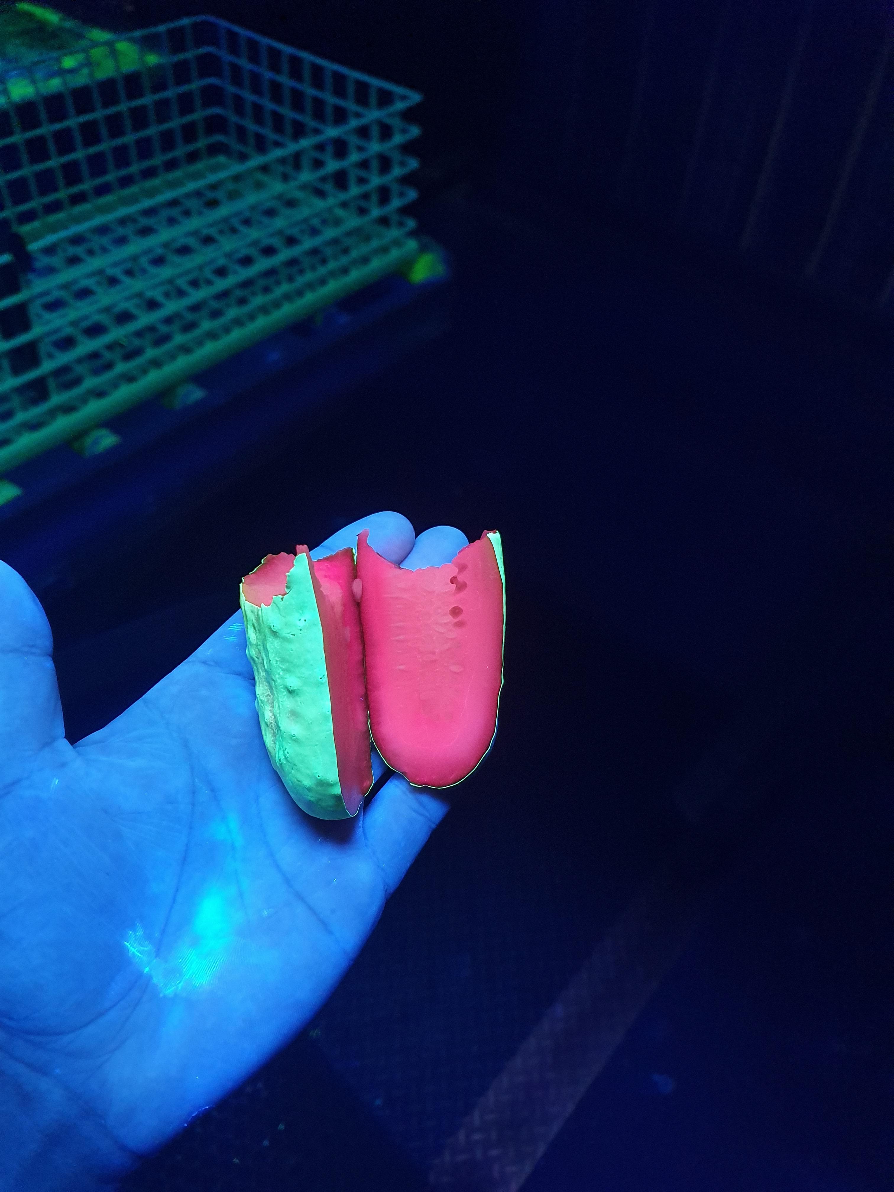 Pickle under ultraviolet light. r/pics