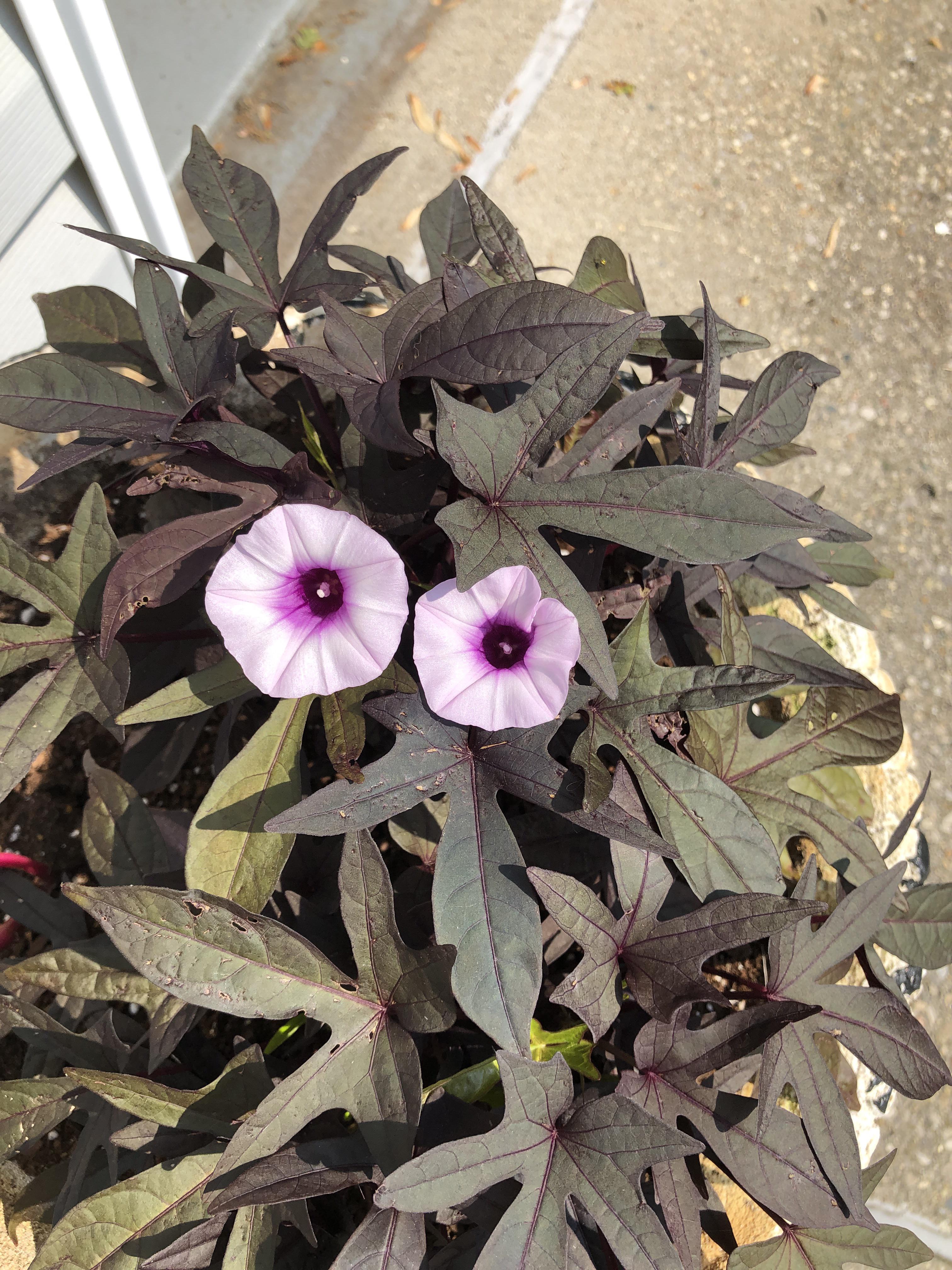 Sweet potato vine flowers! r/gardening