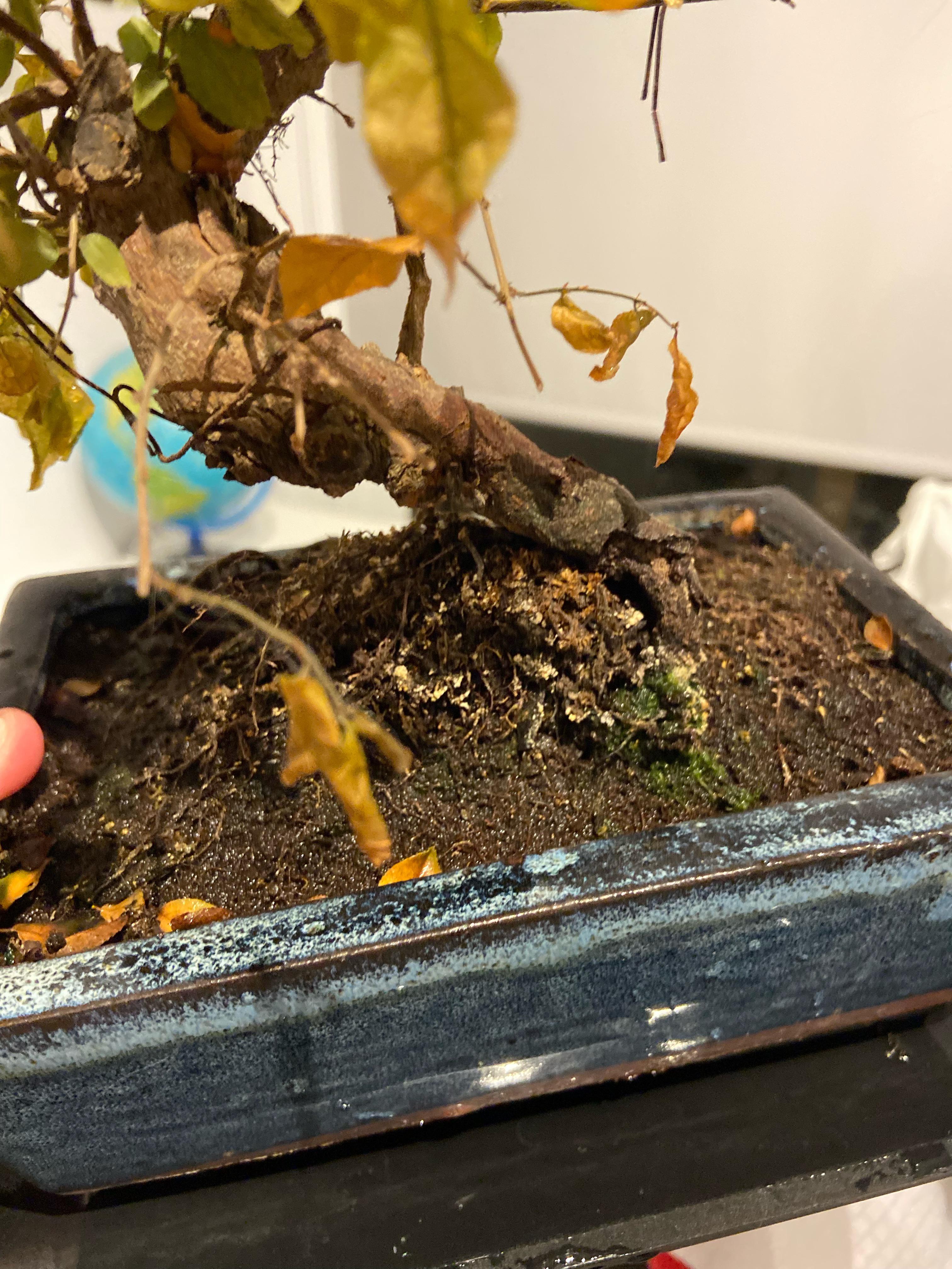 Are this white fungus like things on my bonsai soil something I should