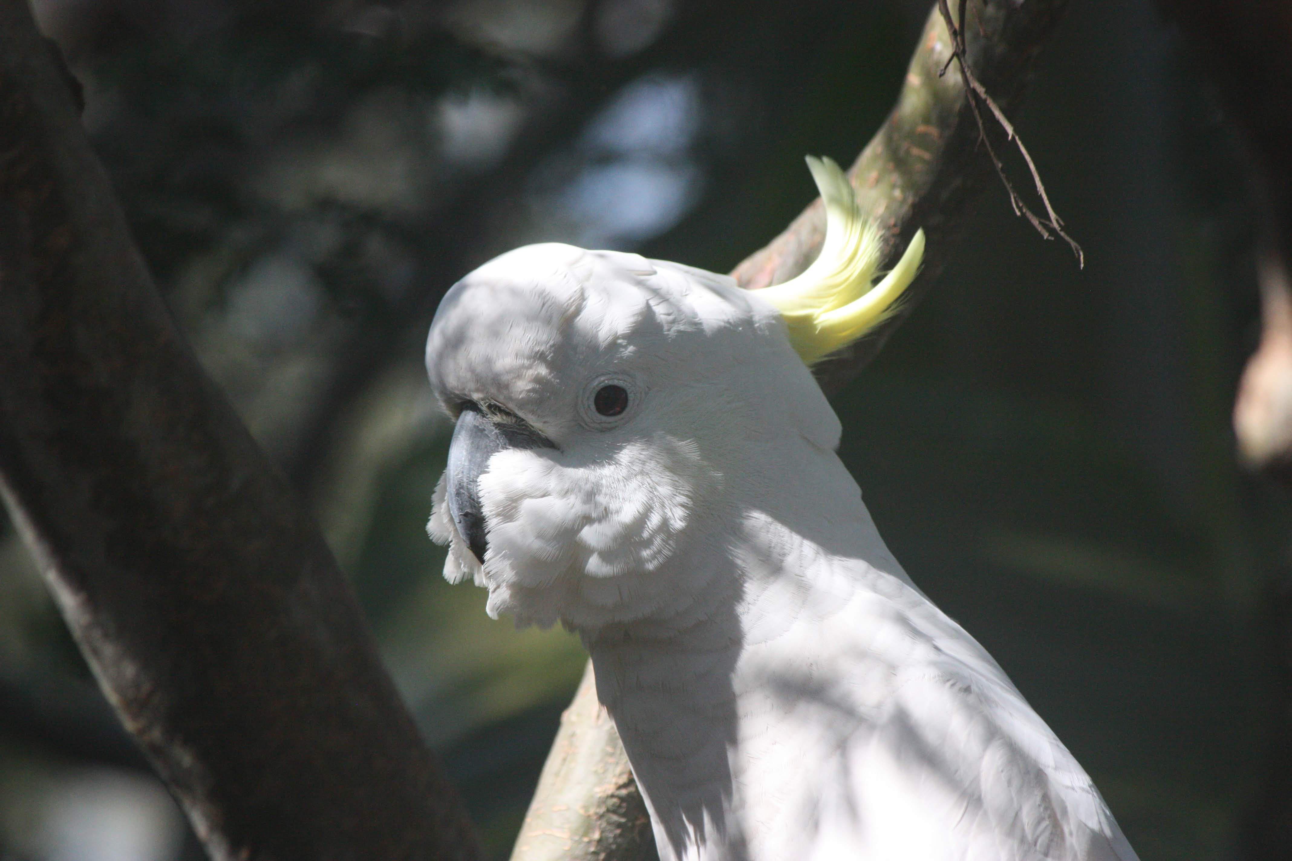 Sulfur crested cockatoo screaming flightmilo